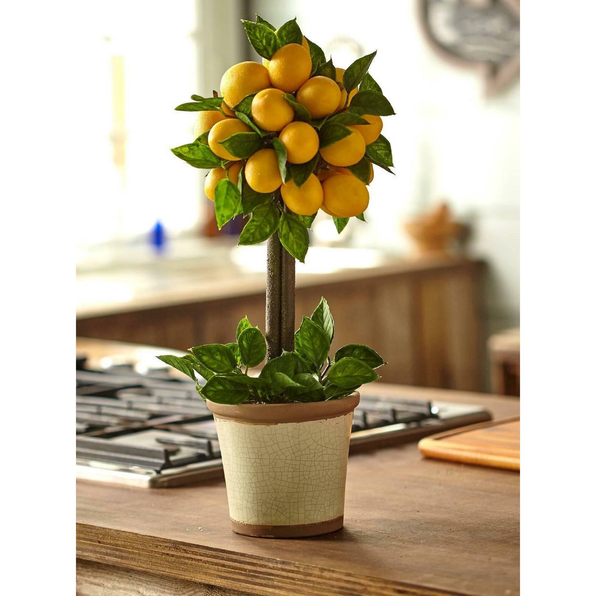 18" Potted Lemon Ball Topiary Arrangement 