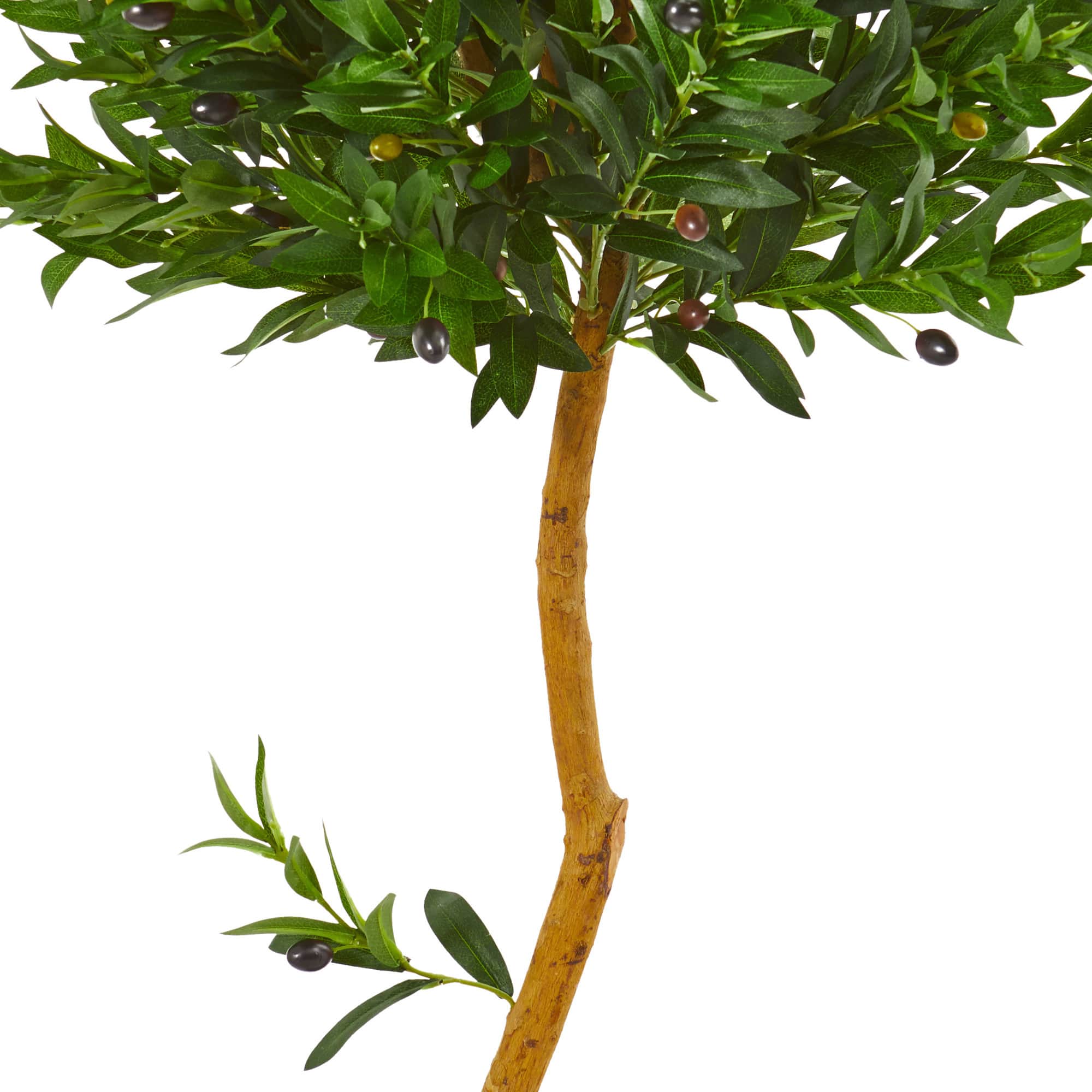 5ft. Potted Olive Topiary Tree