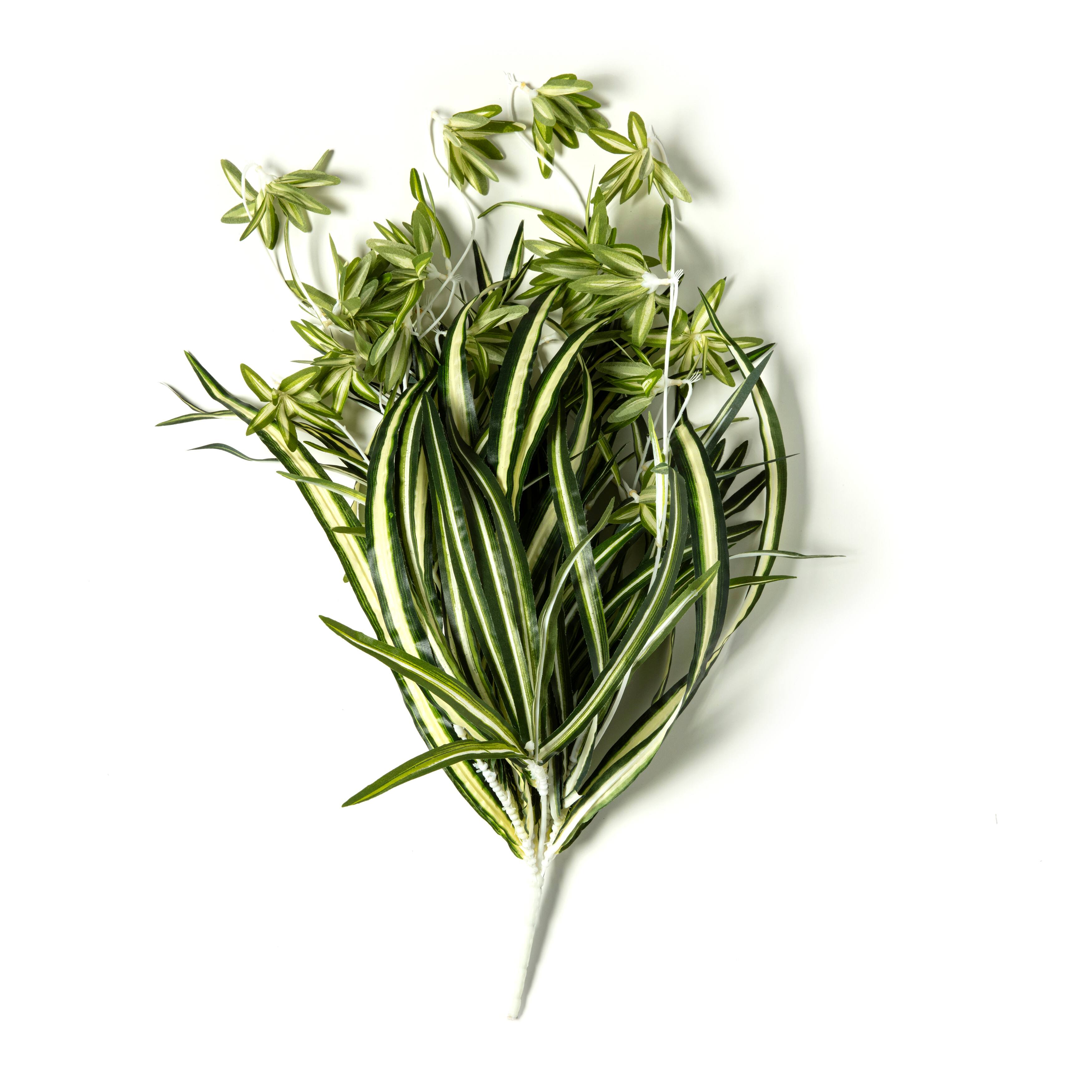 12 Pack: Light Green Variegated Spider Bush by Ashland®