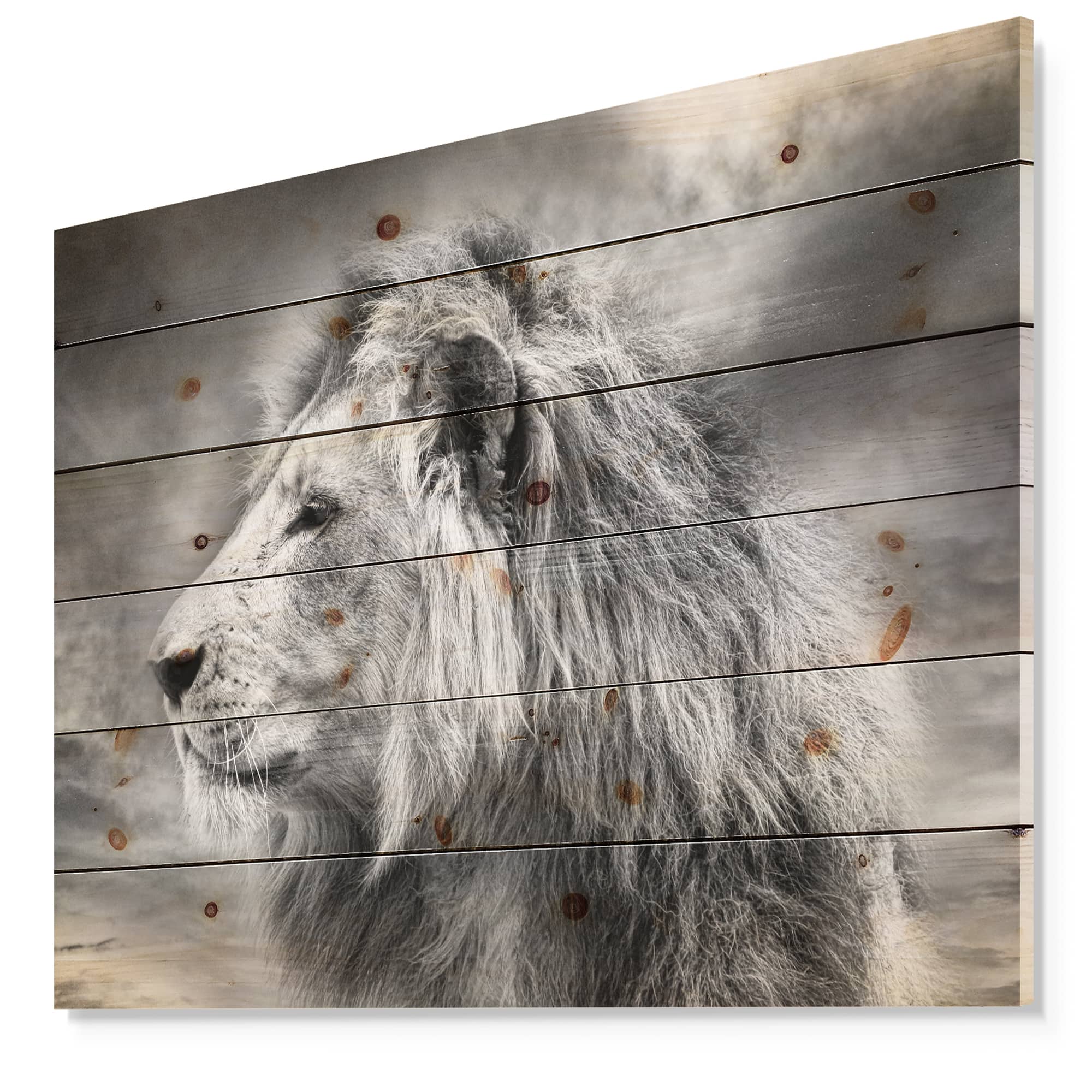 Designart - Grey Wild African Lion
