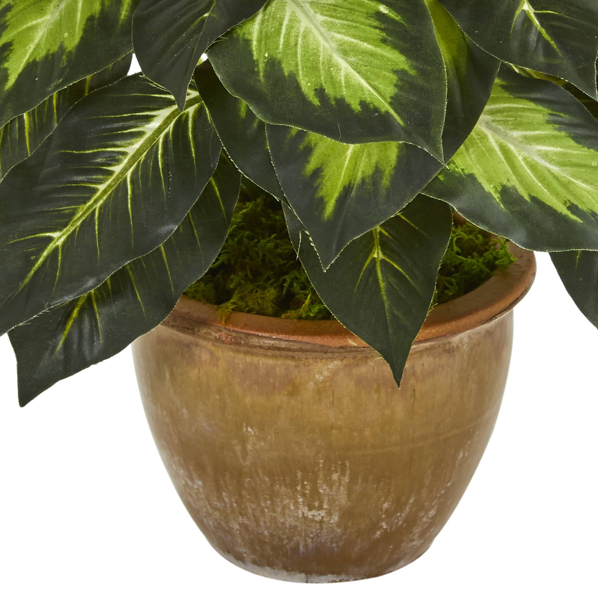 18&#x22; Dieffenbachia Tree In Ceramic Planter