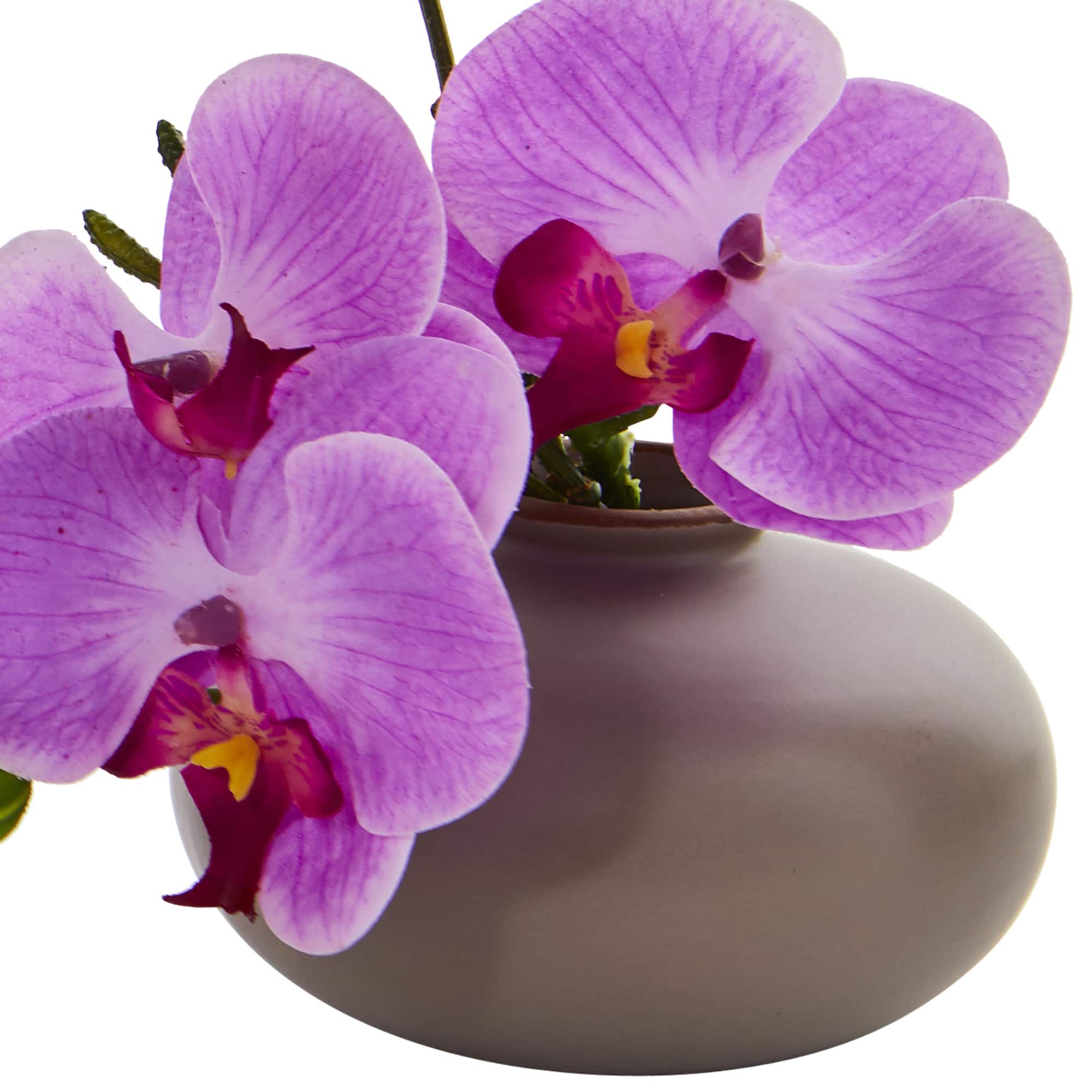7" Assorted Moth Orchid Arrangement, 3ct.
