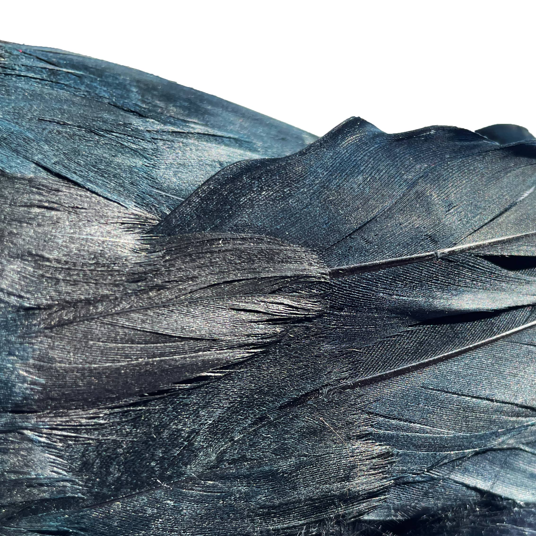 7.5&#x22; Iridescent Black Crow by Ashland&#xAE;