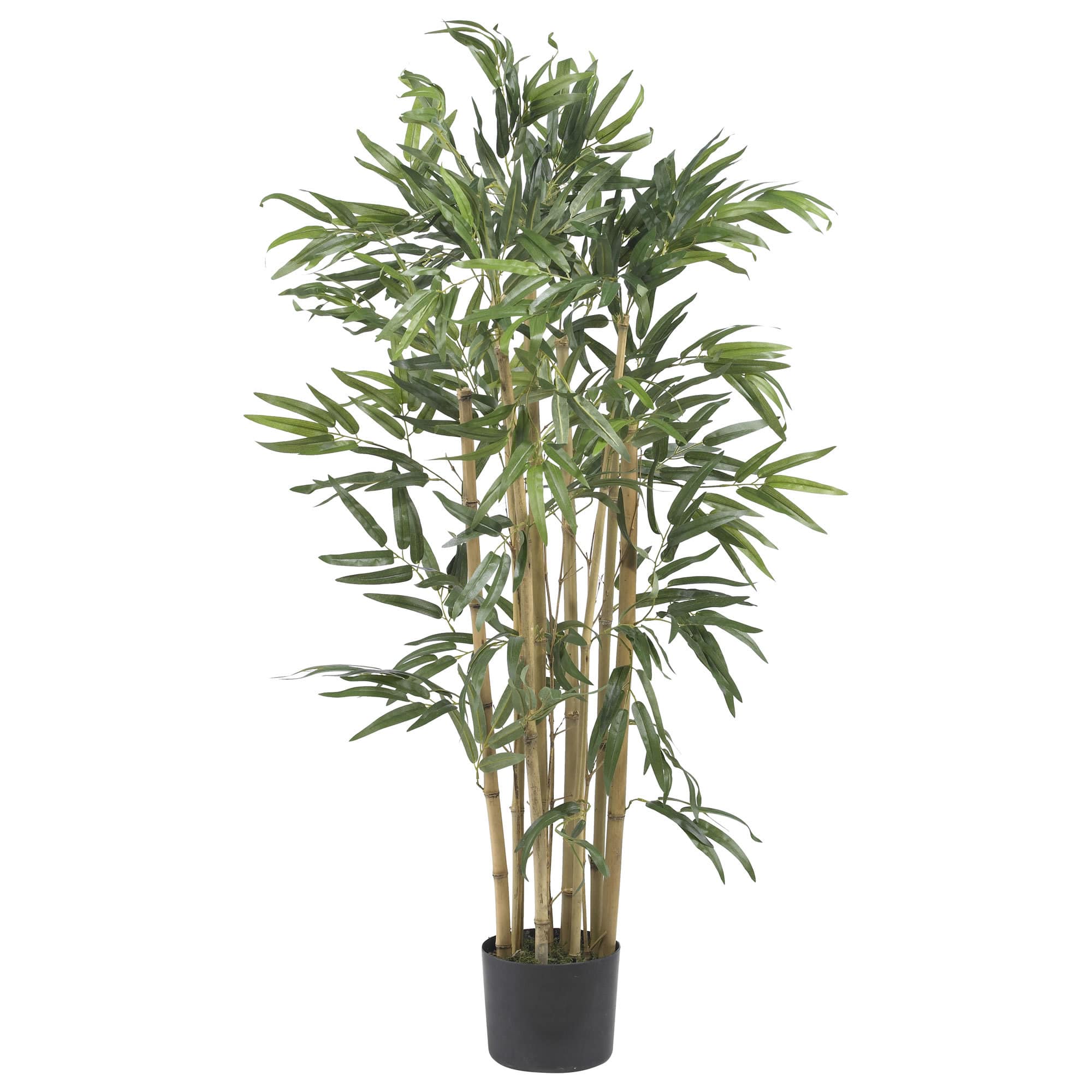 3ft. Potted Bambusa Bamboo Tree Michaels