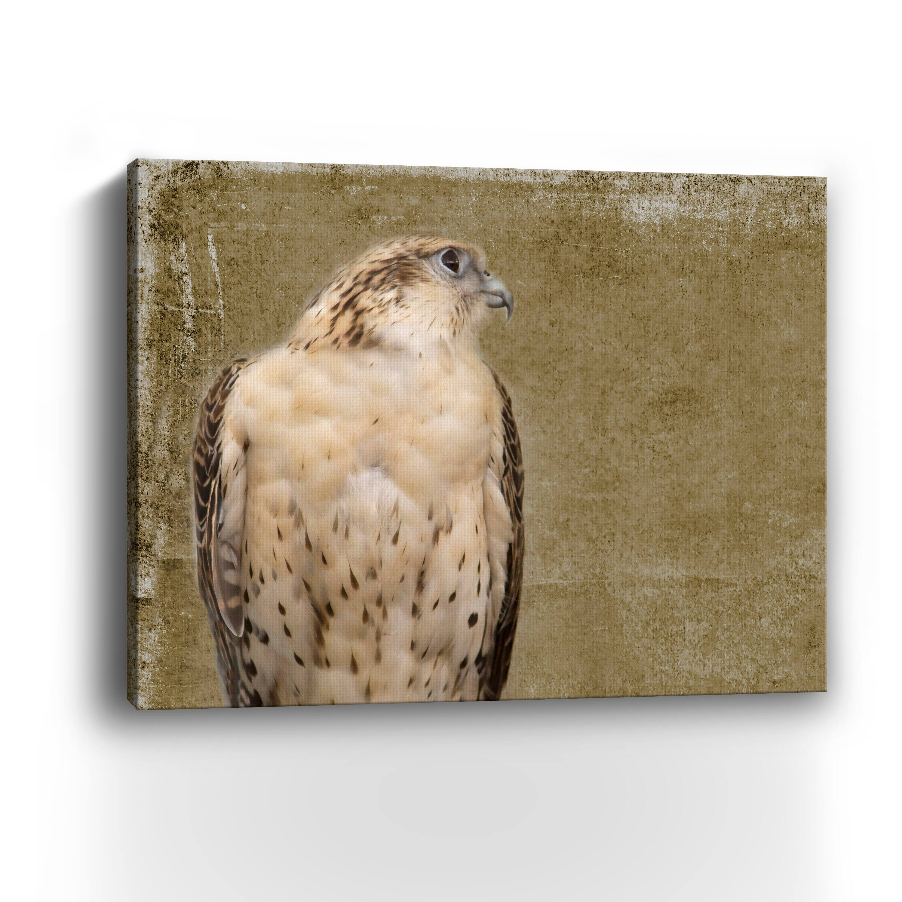 Falcon I Canvas Giclee