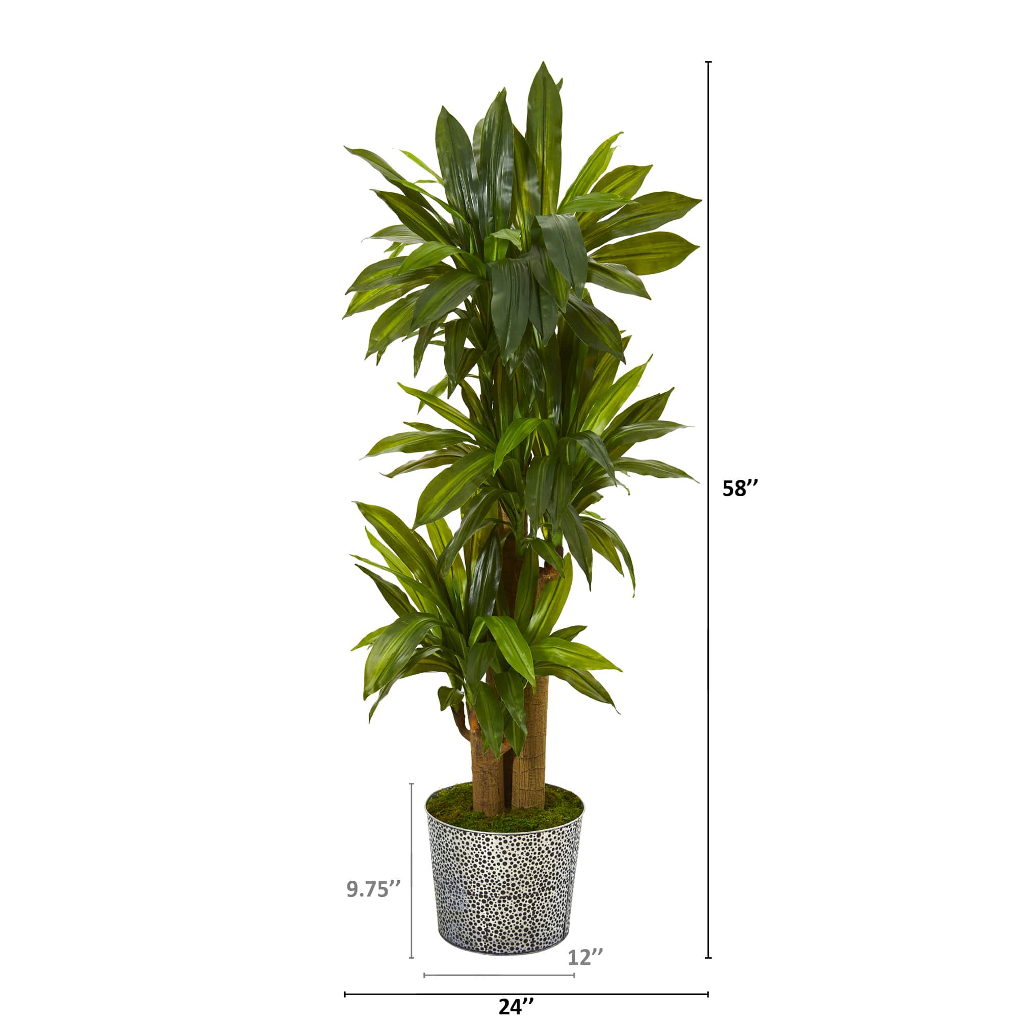 4.5ft. Corn Stalk Dracaena in Black Embossed Tin Planter
