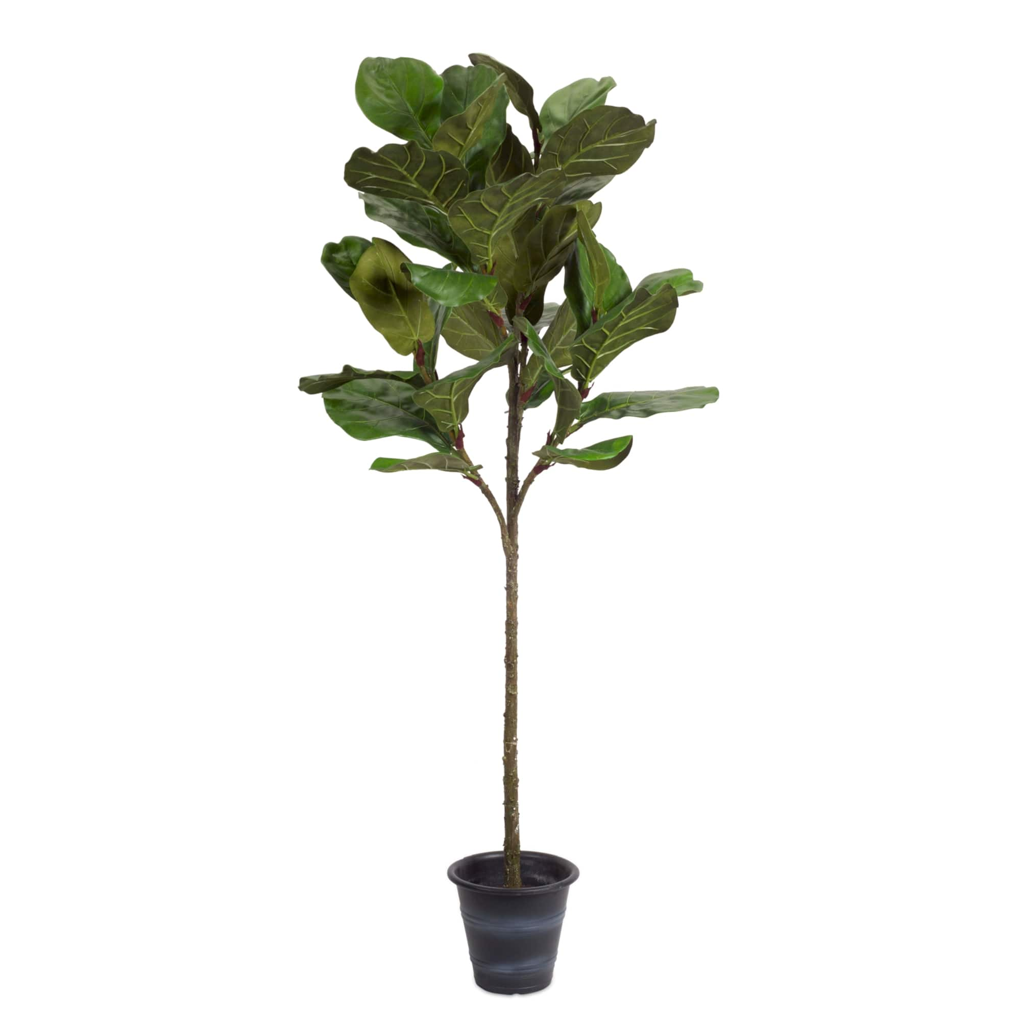 5ft. Potted Fiddle Leaf Fig | Michaels