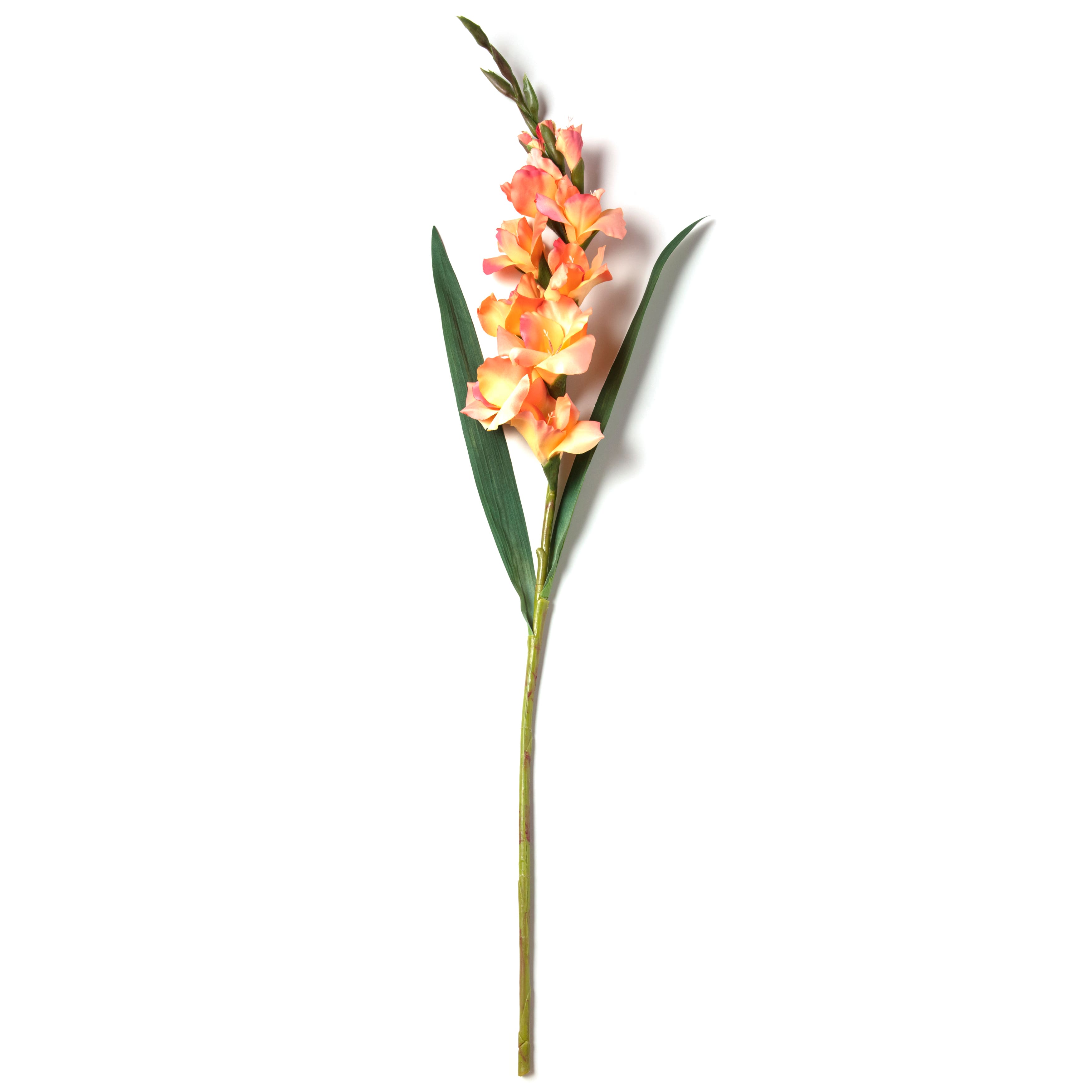 Gladiolus Stem by Ashland®