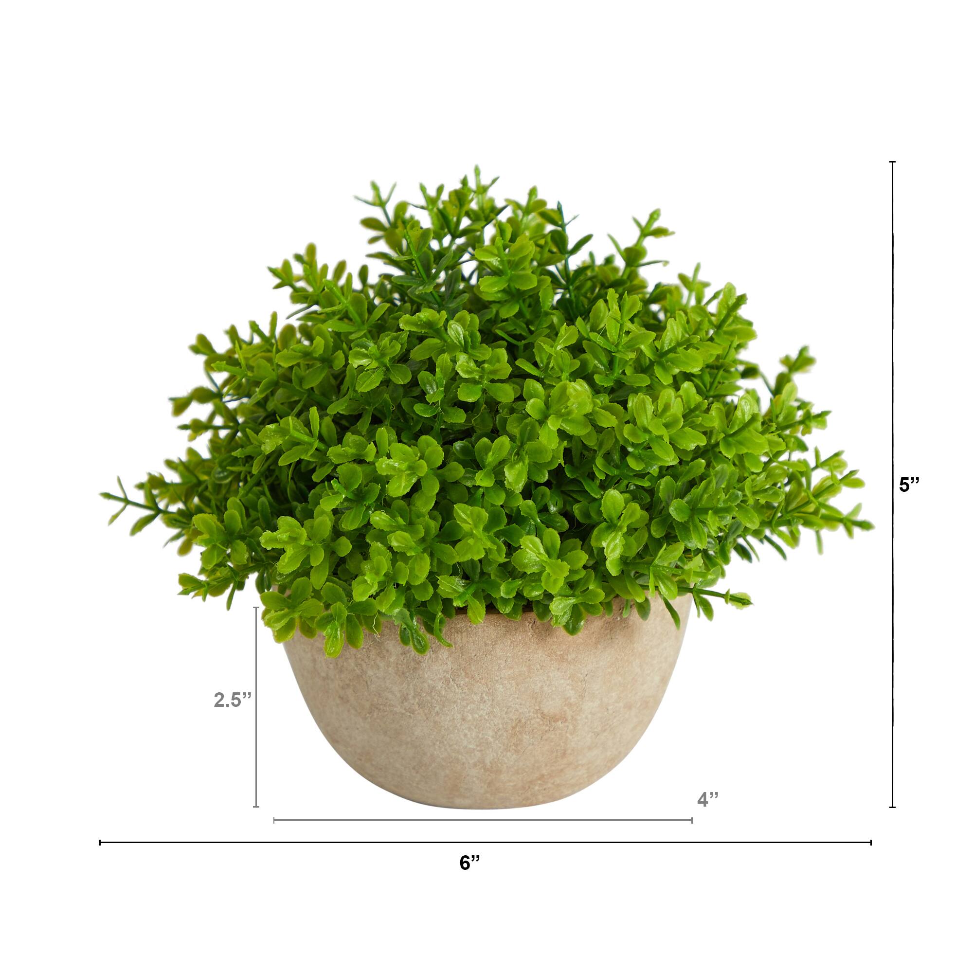 5&#x27;&#x27; Boxwood Artificial Plant in Decorative Planter