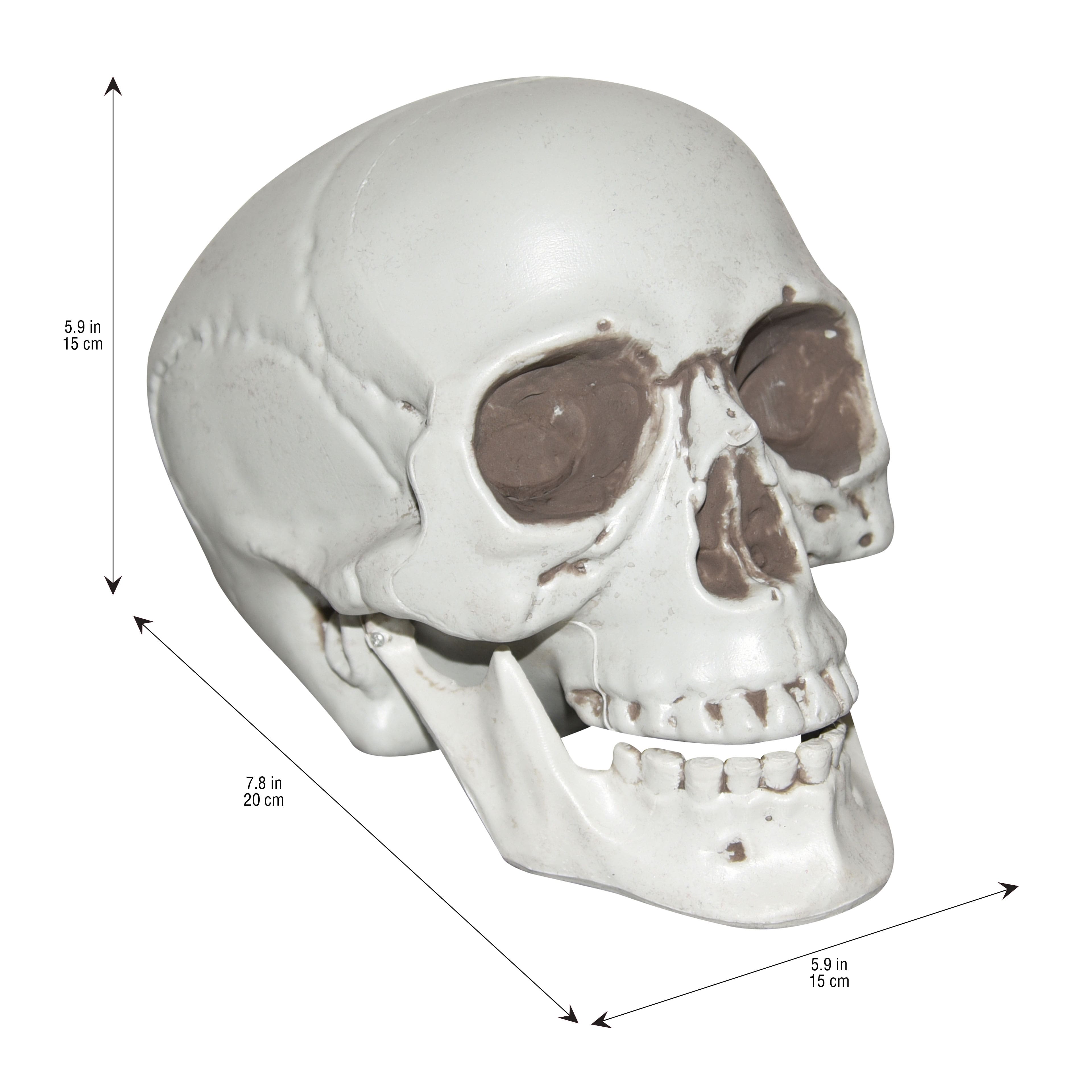 7&#x22; Skull by Ashland&#xAE;