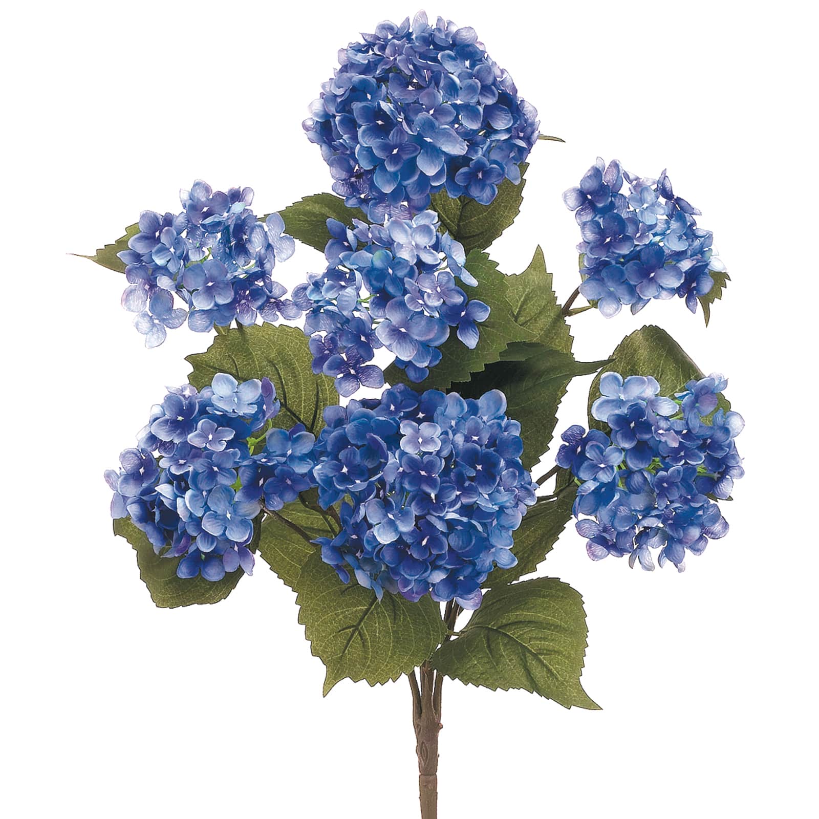 Helio Blue Hydrangea Bush