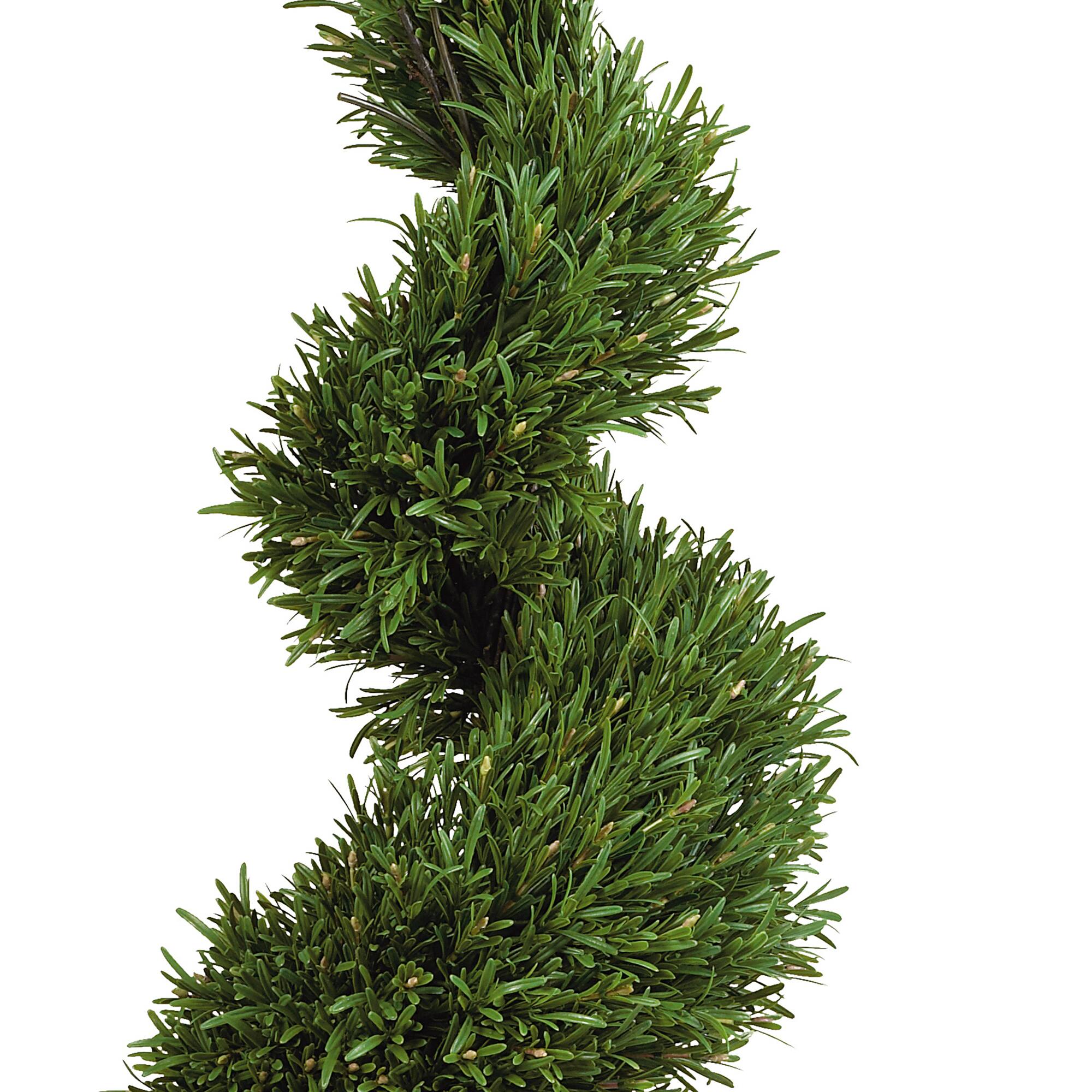 4ft. Potted Rosemary Spiral Tree