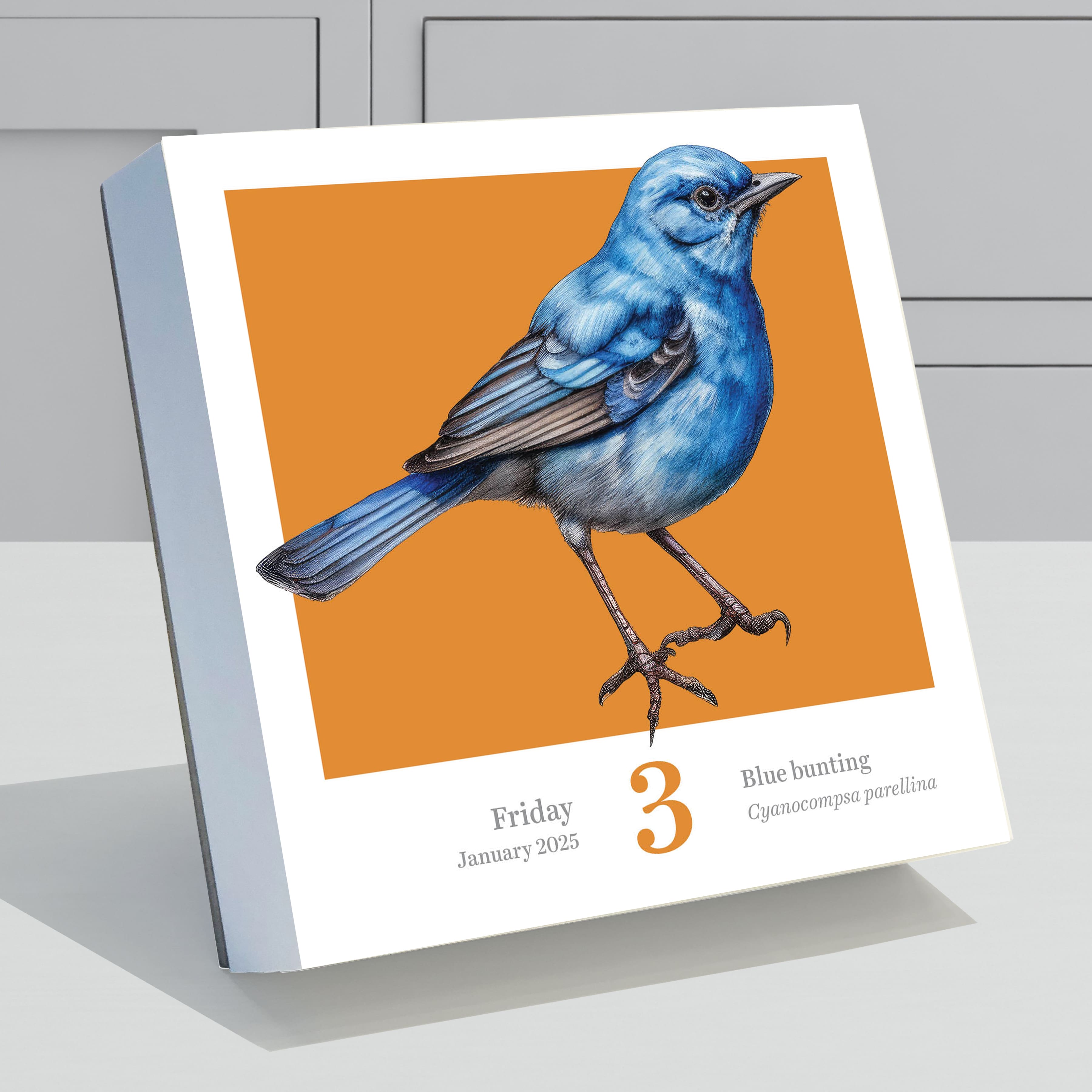 TF Publishing 2025 Birds: Backyard &#x26; Beyond Daily Desktop Calendar