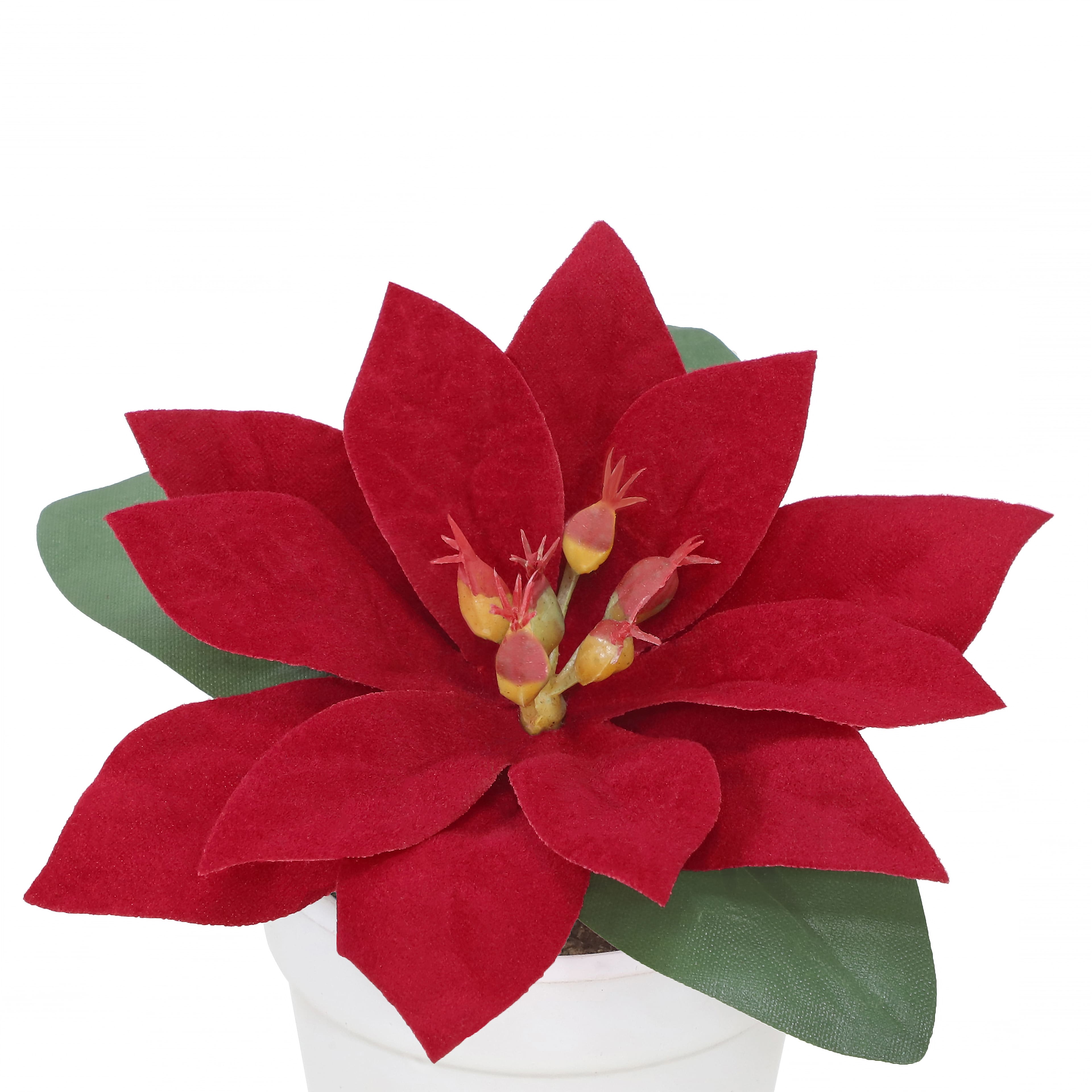 2.5" Premade Red Velvet Poinsettia in White Terracotta Pot by Ashland®