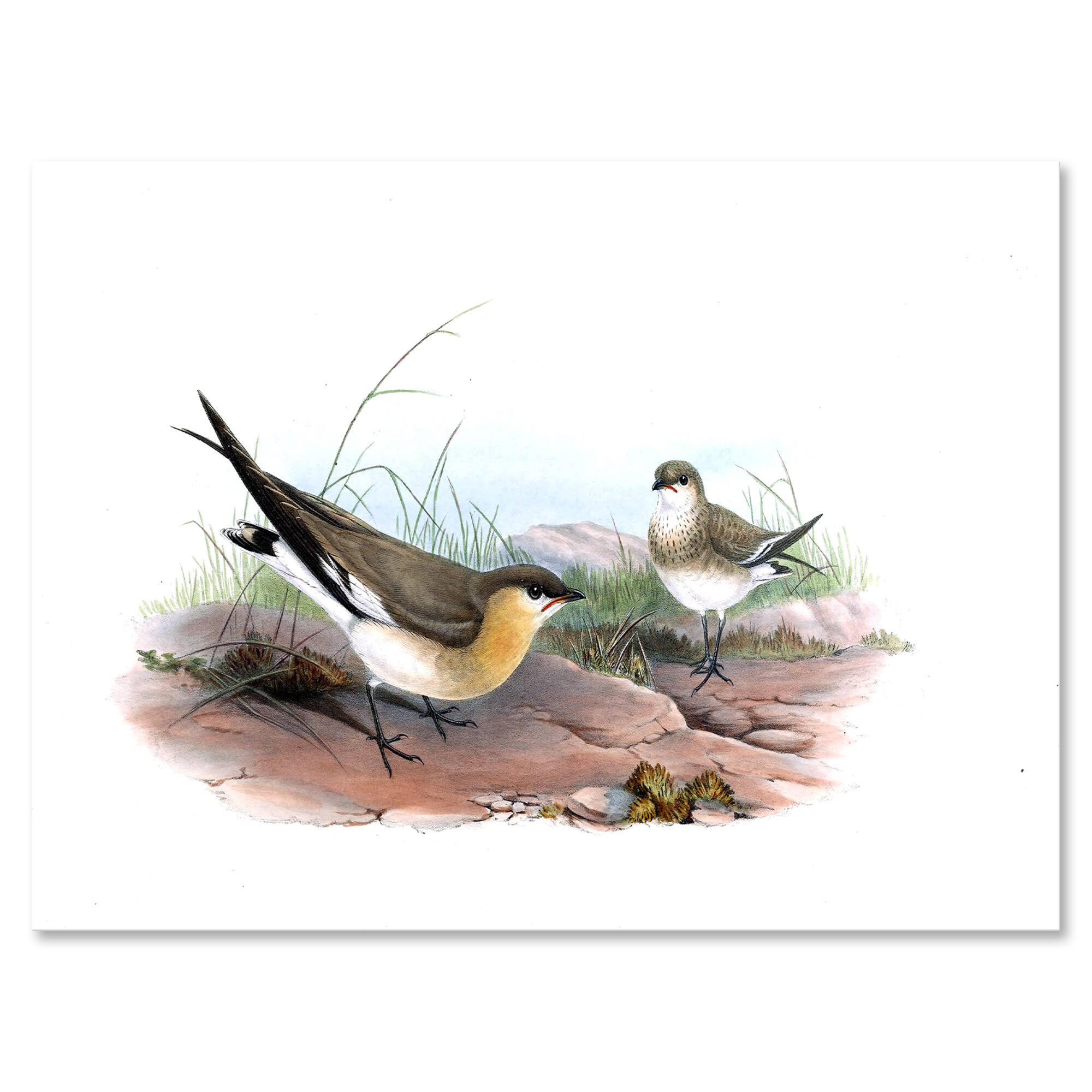 Designart - Vintage Bird Illustration II - Farmhouse Canvas Wall Art Print