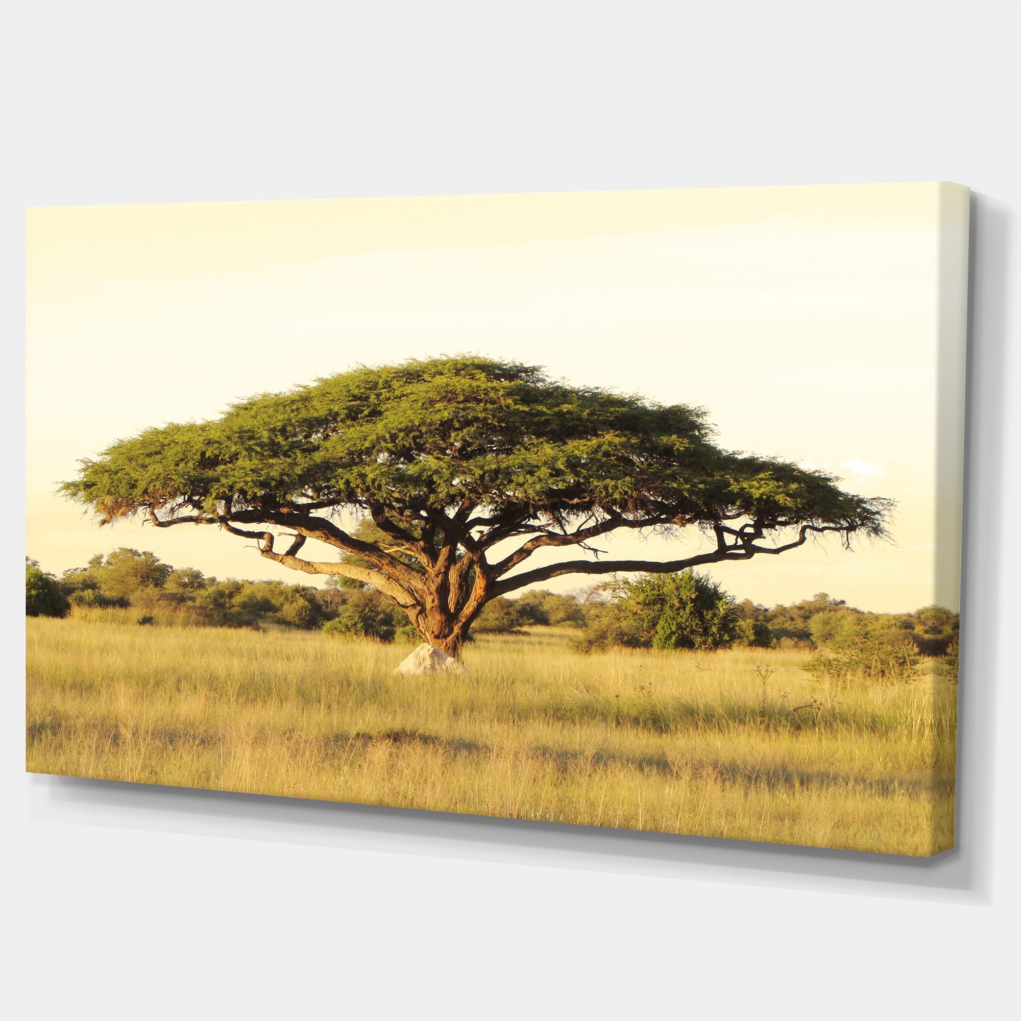 Designart - Acacia Tree on African Plain - Oversized African Landscape Canvas Art