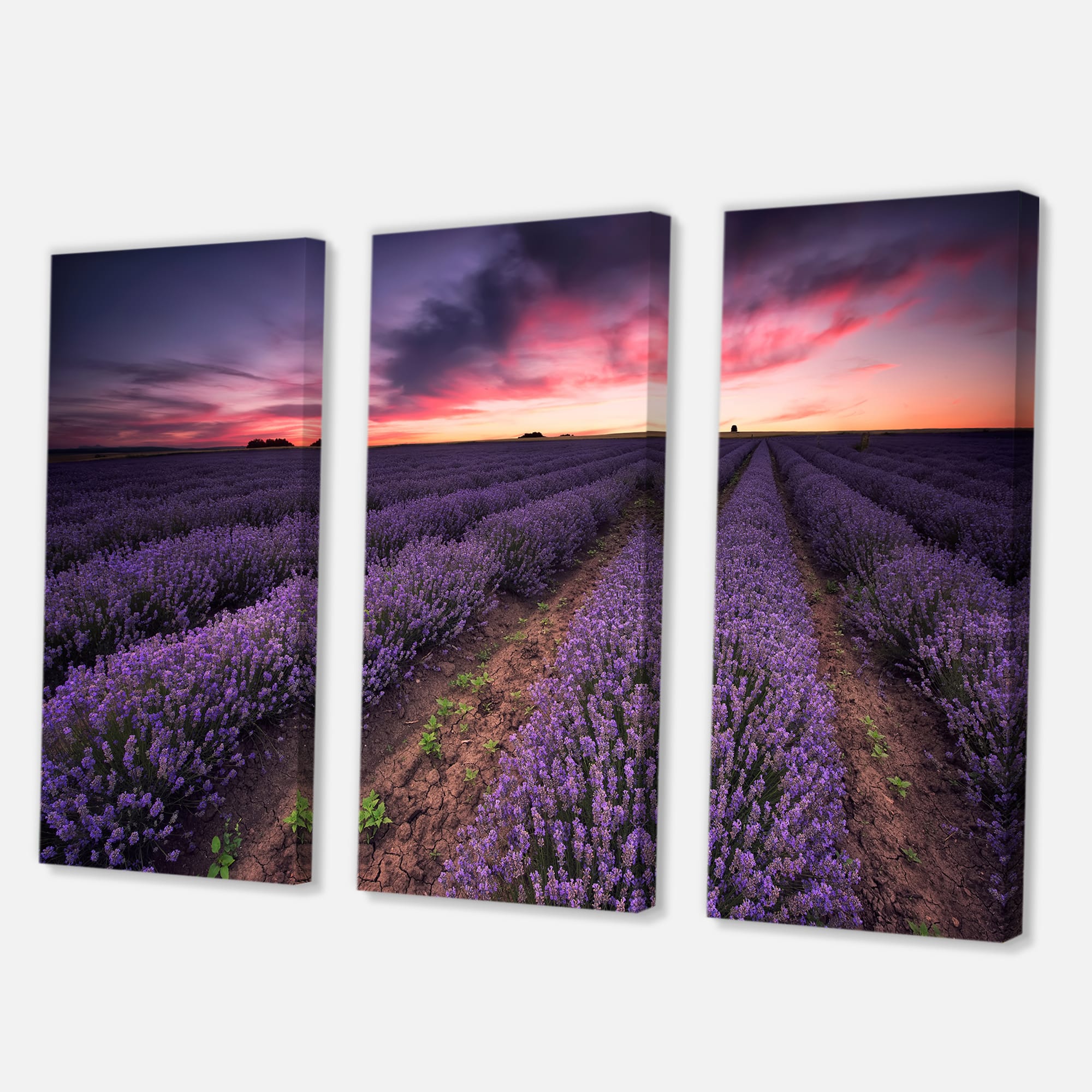 Designart - Sunrise & Dramatic Clouds Over Lavender Field IX