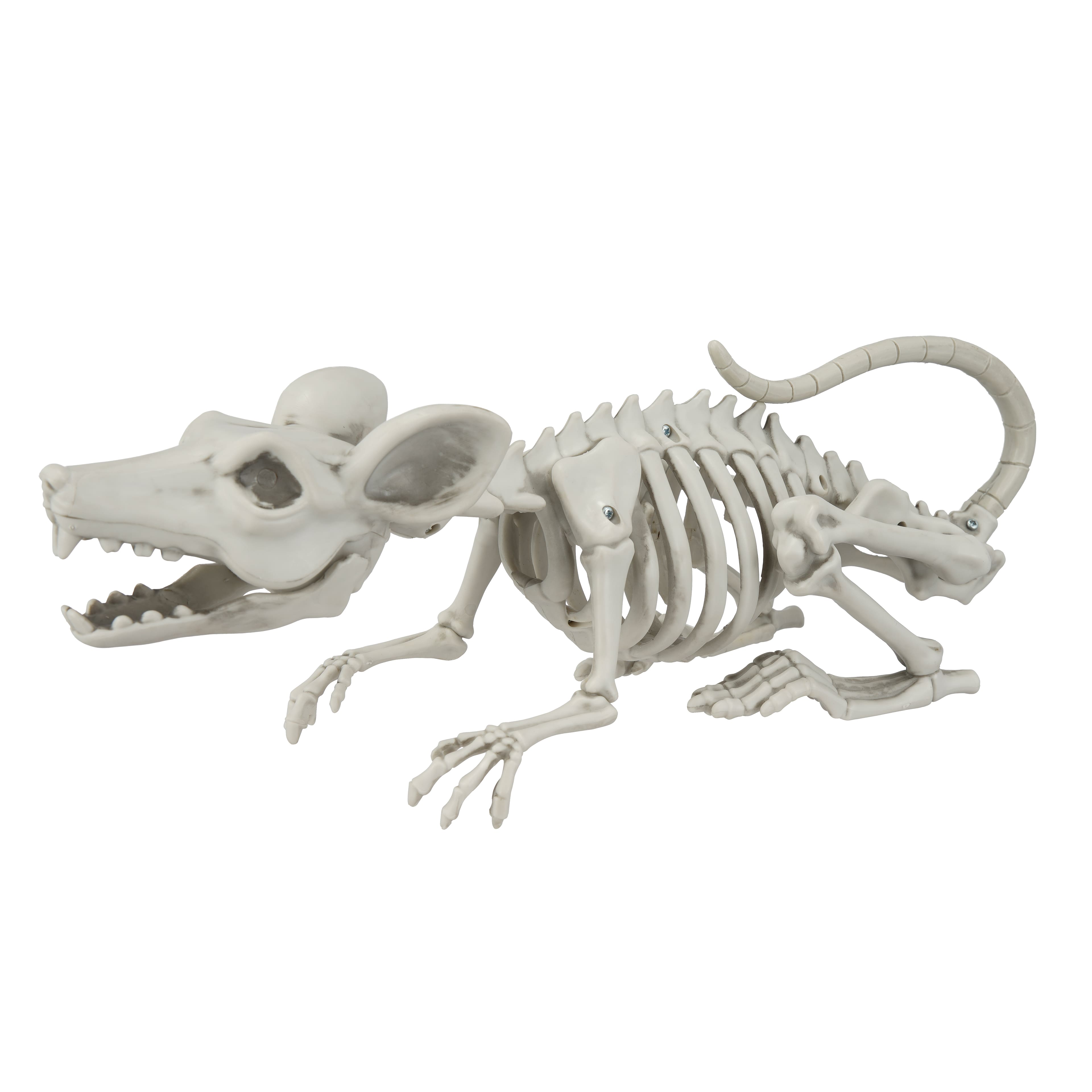 14.5&#x22; Rat Skeleton by Ashland&#xAE;