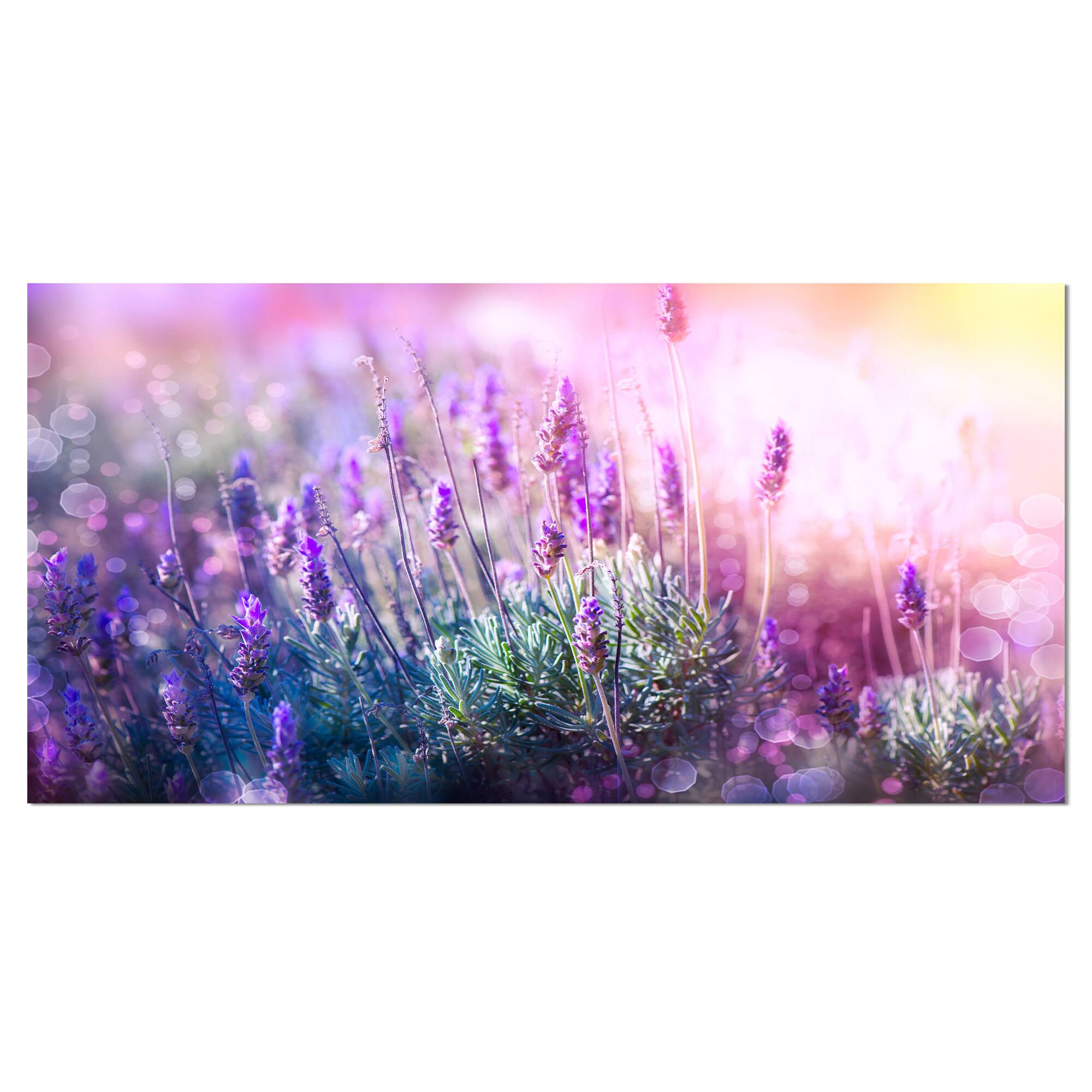 Designart - Growing and Blooming Lavender - Floral Canvas Art print