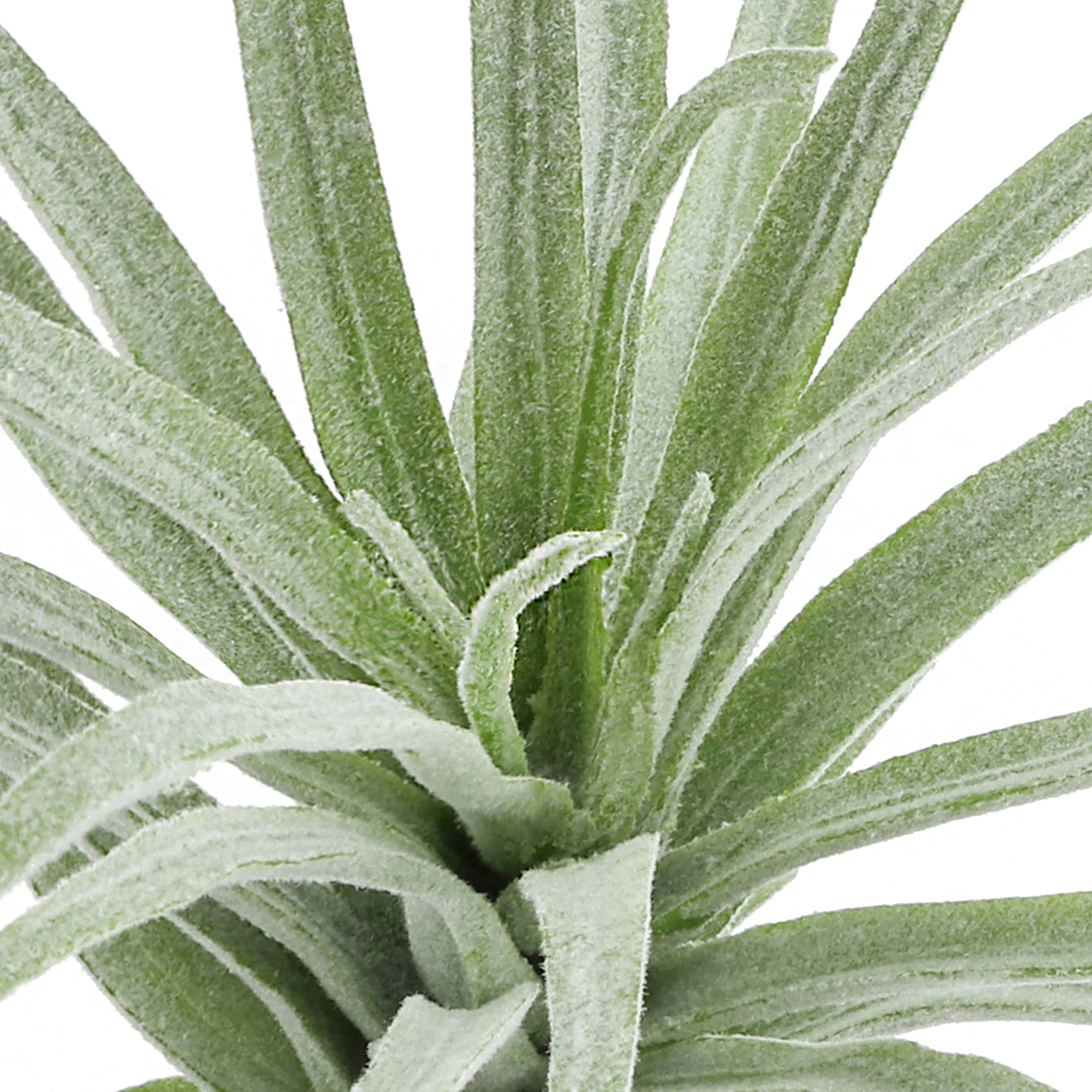 Tige d&#xE9;corative de tillandsia vert d&#x2019;Ashland, 15,2&#xA0;cm