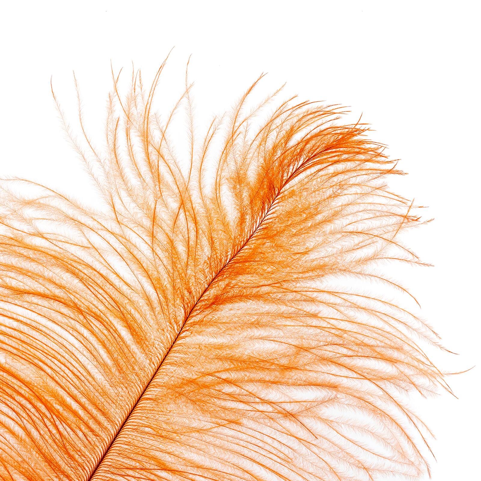 John Bead 11&#x22;-13&#x22; Ostrich Drab Feather
