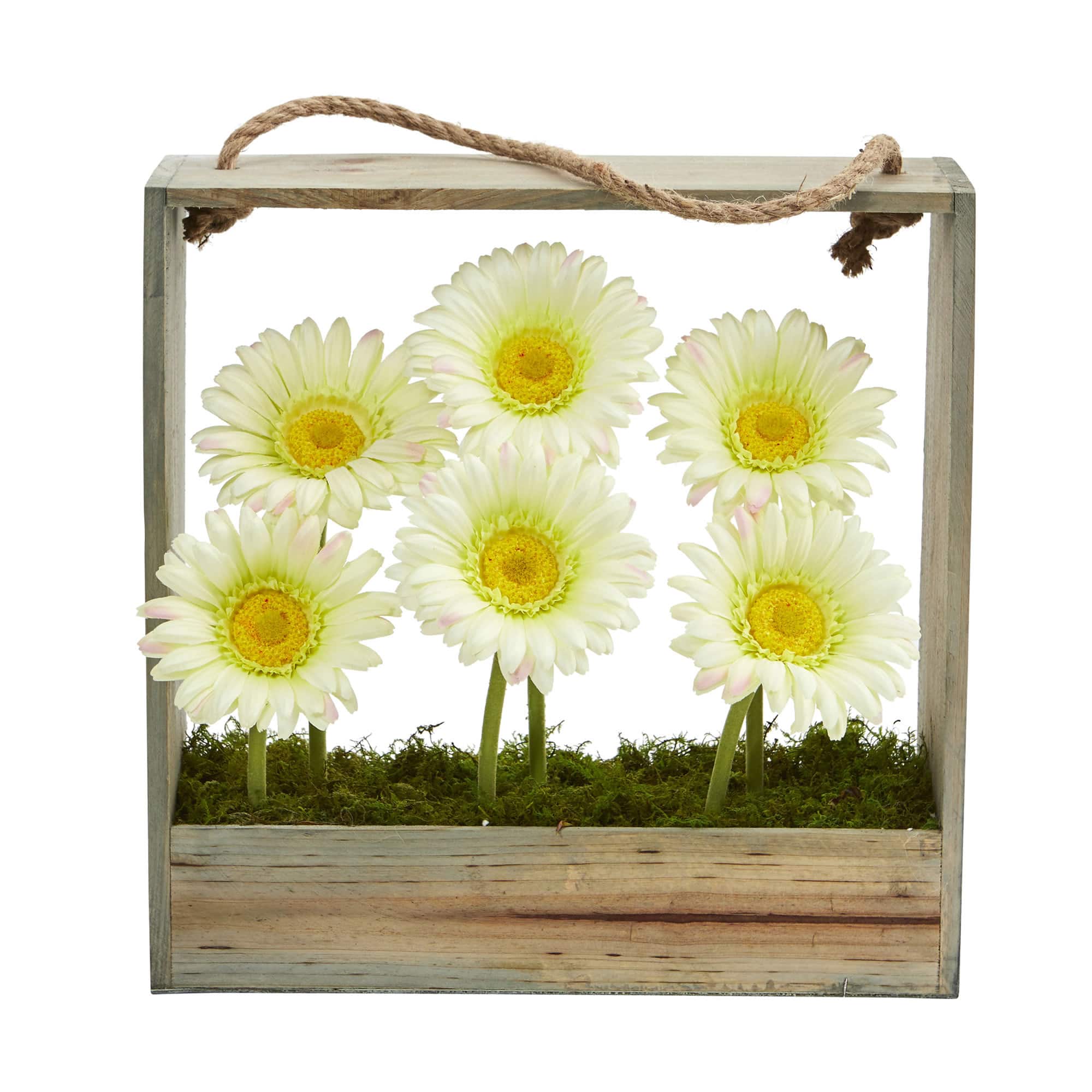 Cream Gerbera Daisy Garden in Hanging Wood Frame
