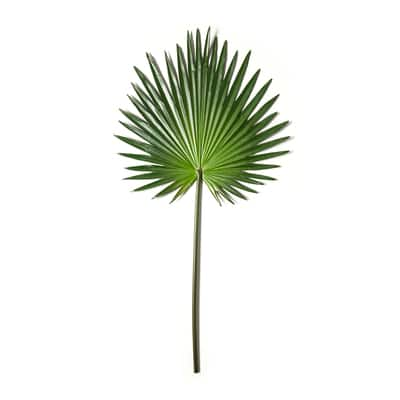 Tropical Fan Palm Stem by Ashland® | Michaels