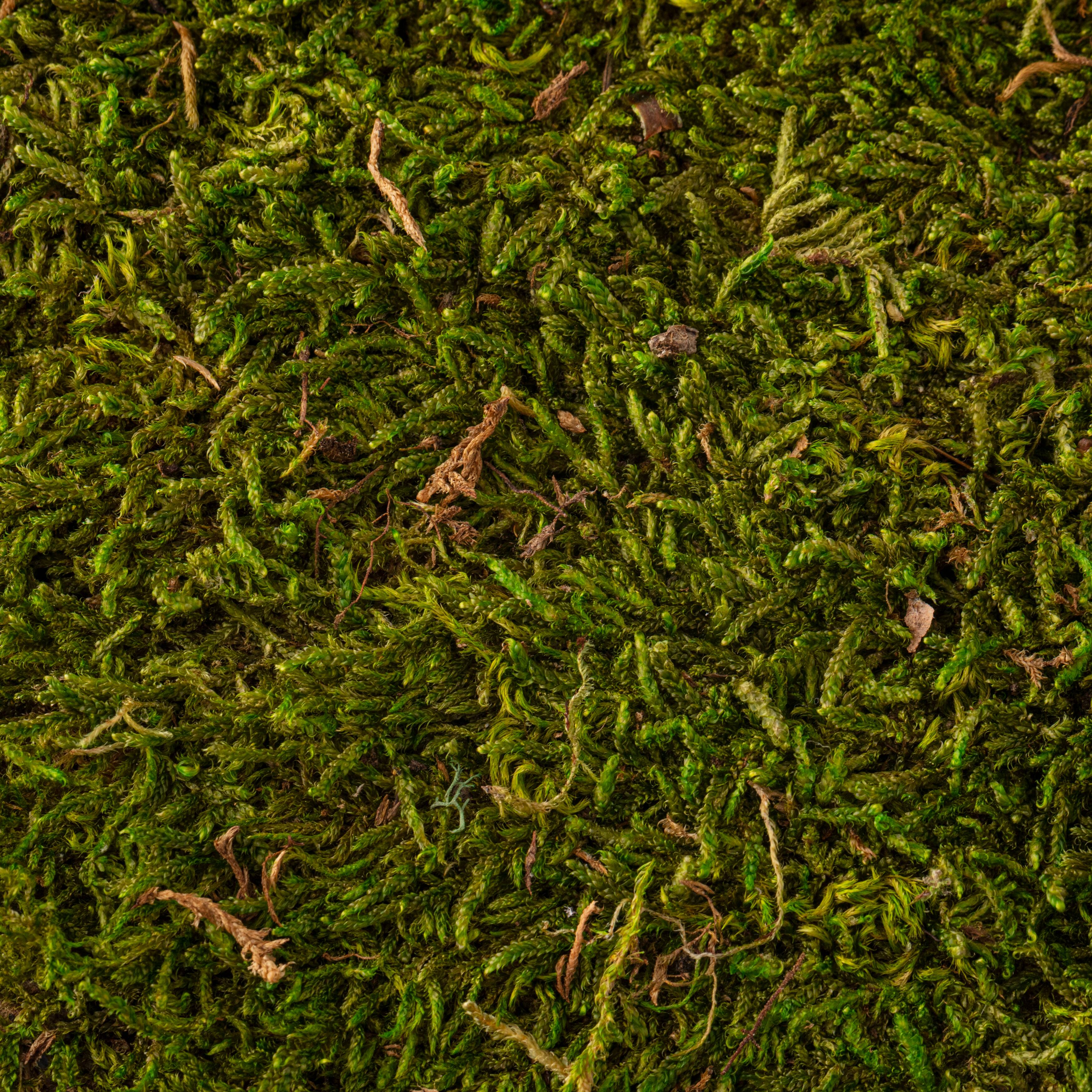 12 Pack: Forest Green Preserved Moss by Ashland&#xAE;