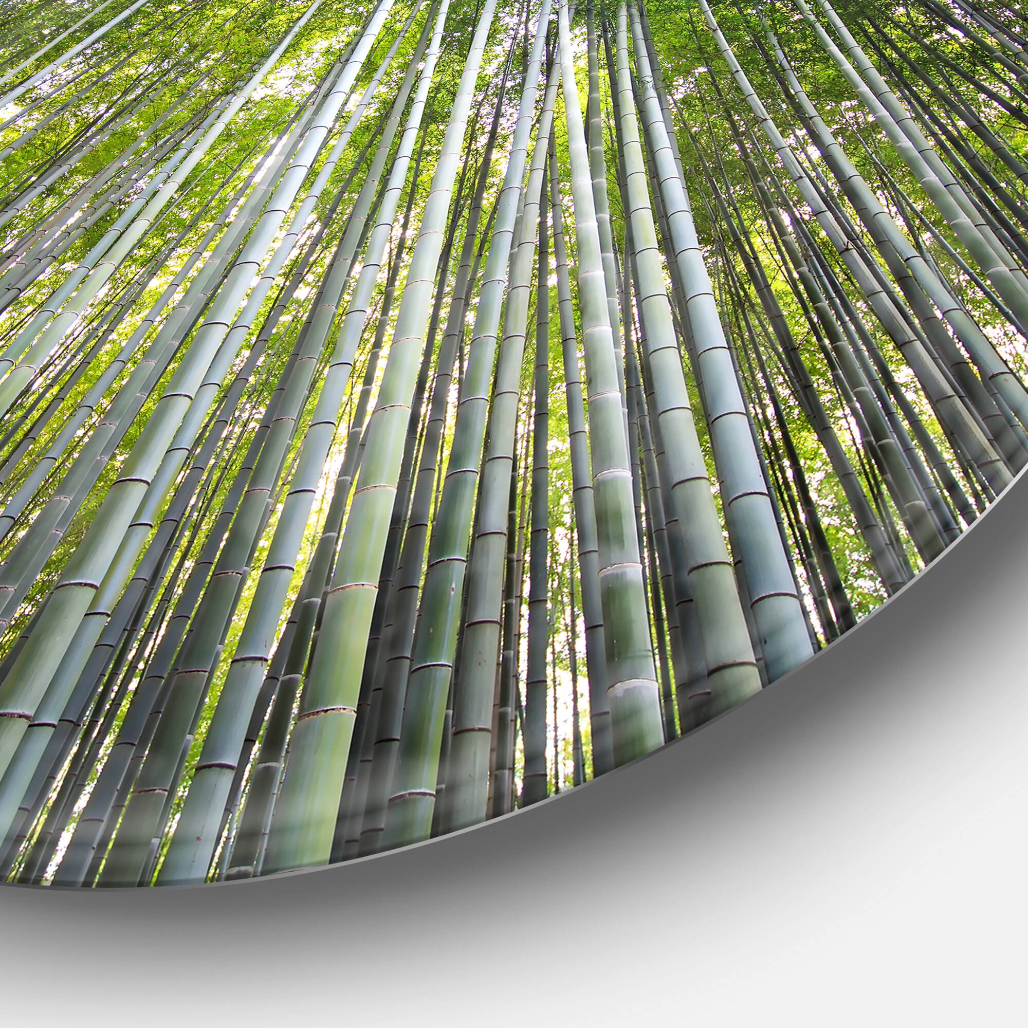 Designart - Bamboo forest of Kyoto Japan.' Forest Metal Circle Wall Art Print