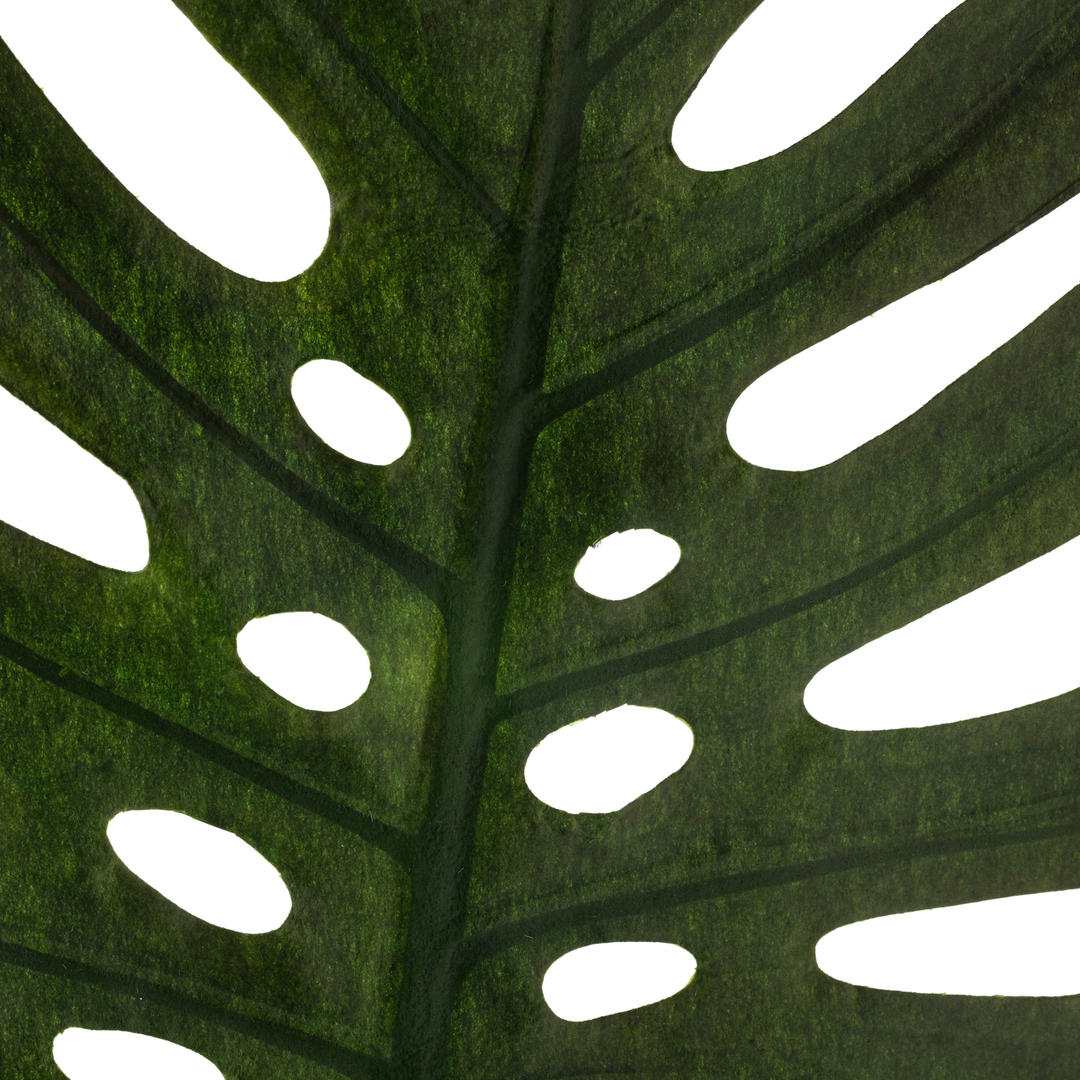6 Pack: Green Monstera Leaf Stem by Ashland&#xAE;