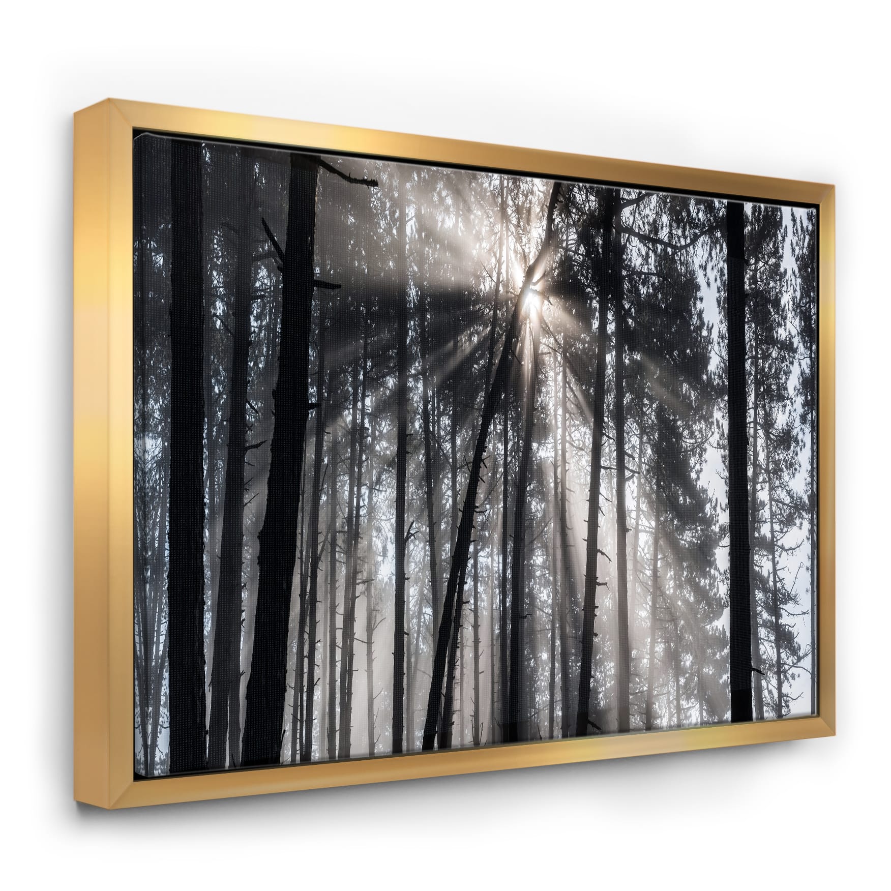 Designart - Sunbeams through Black White Forest - Forest Framed Canvas Wall Art Print