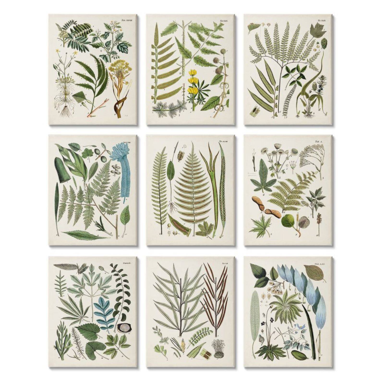 Stupell Industries Vintage Fern Illustrations Forest Greenery Plants Chart Set