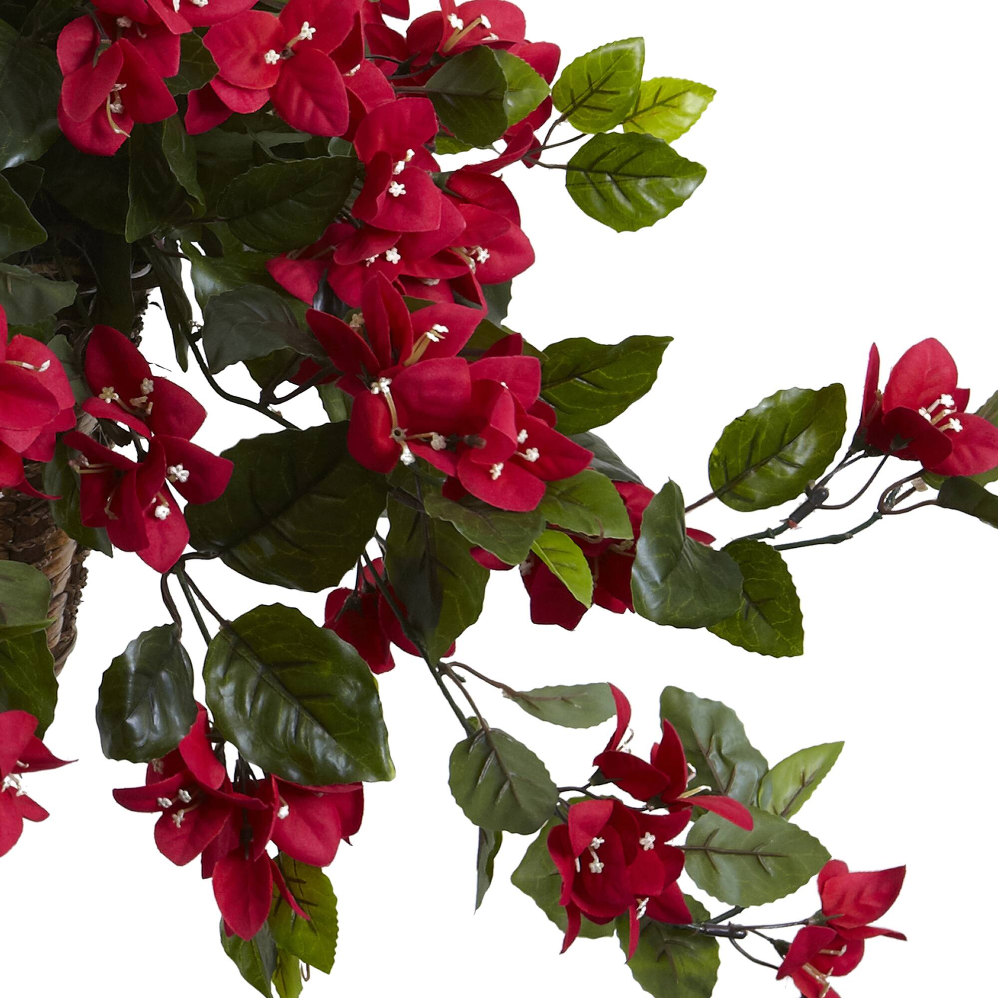 2.5ft. Bougainvillea Hanging Basket