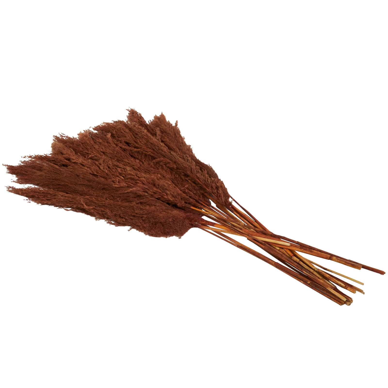Dried Plant Pampas Natural Foliage with Long Stems