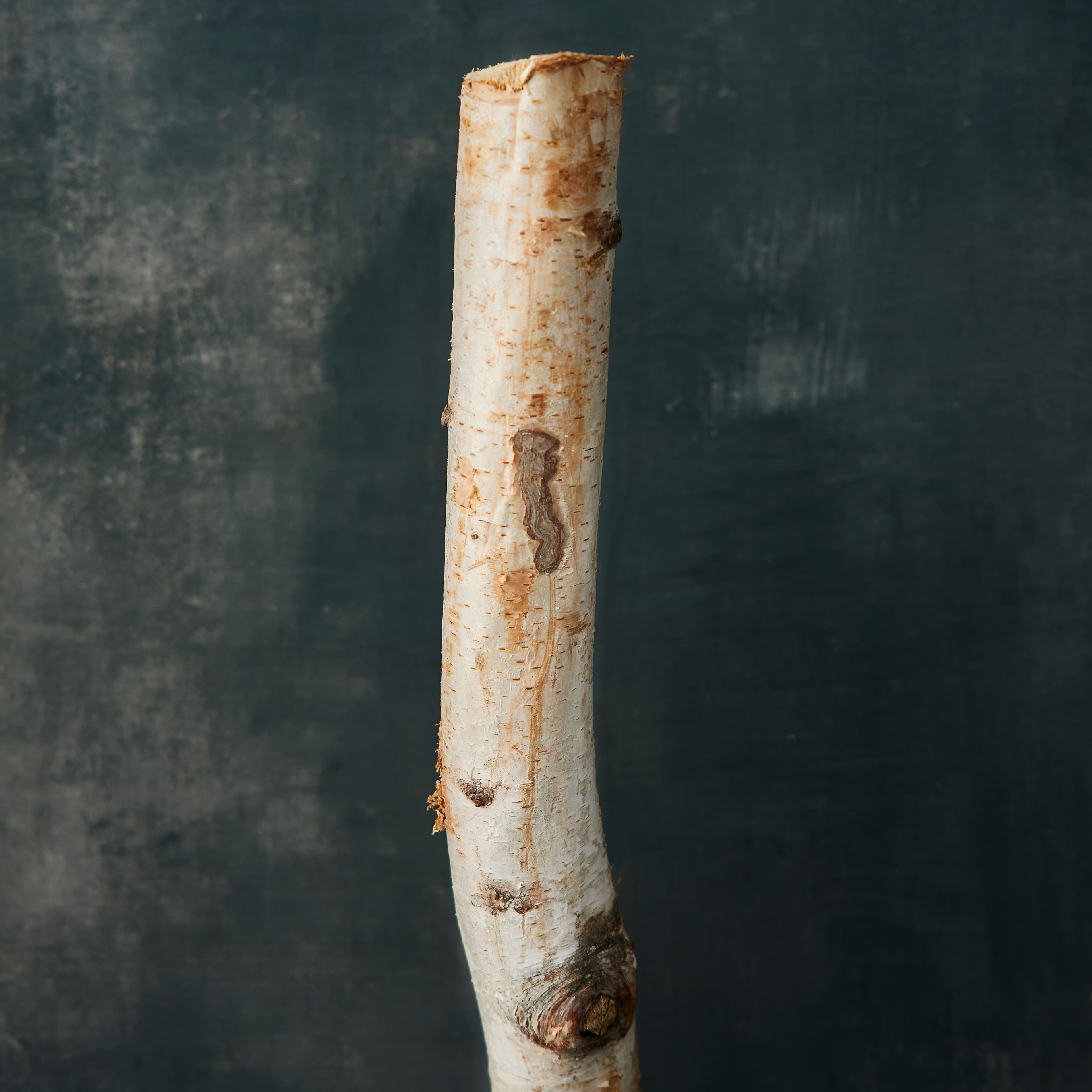 8 Pack: Natural River Birch Branch by Ashland&#xAE;