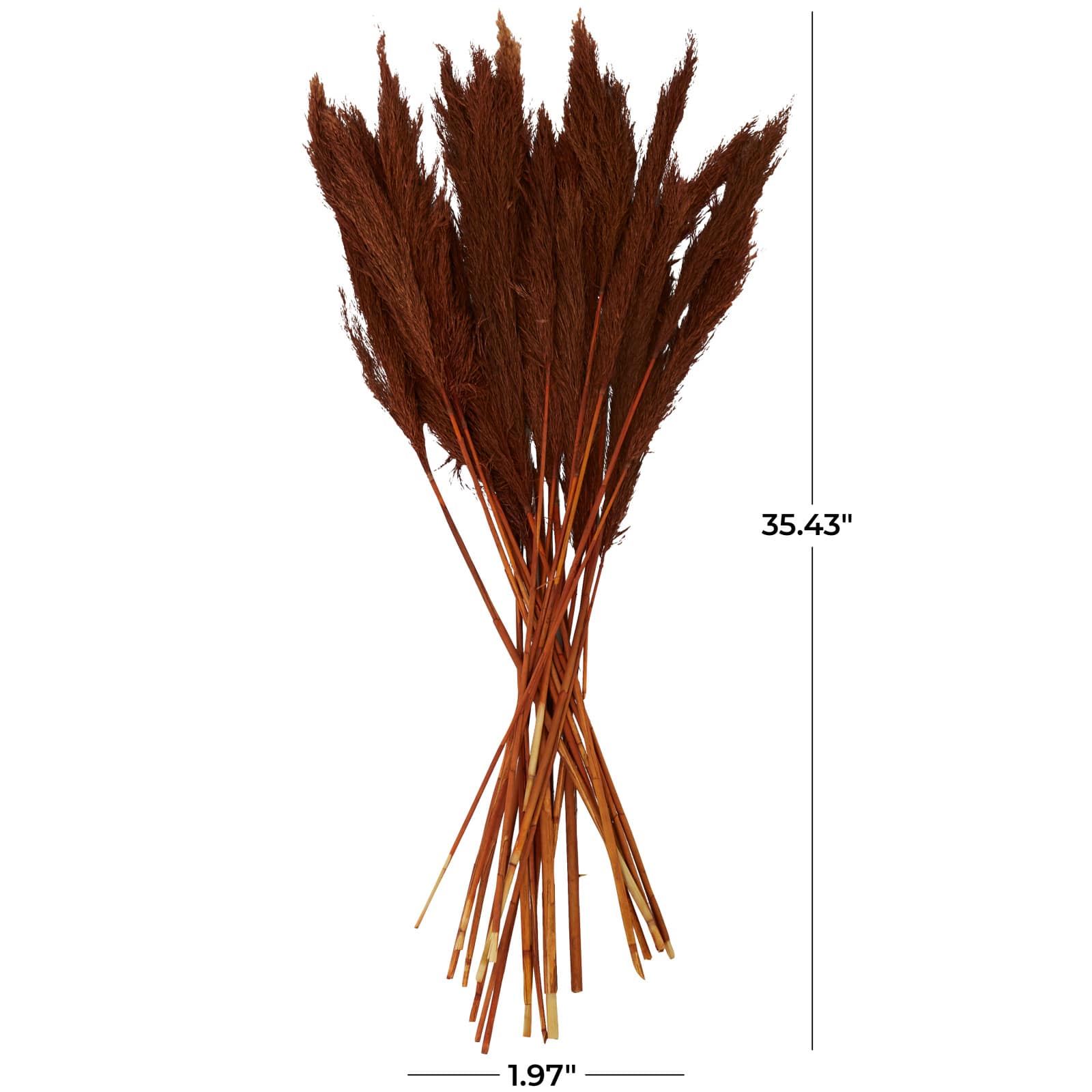 Dried Plant Bamboo Natural Foliage with Long Stems