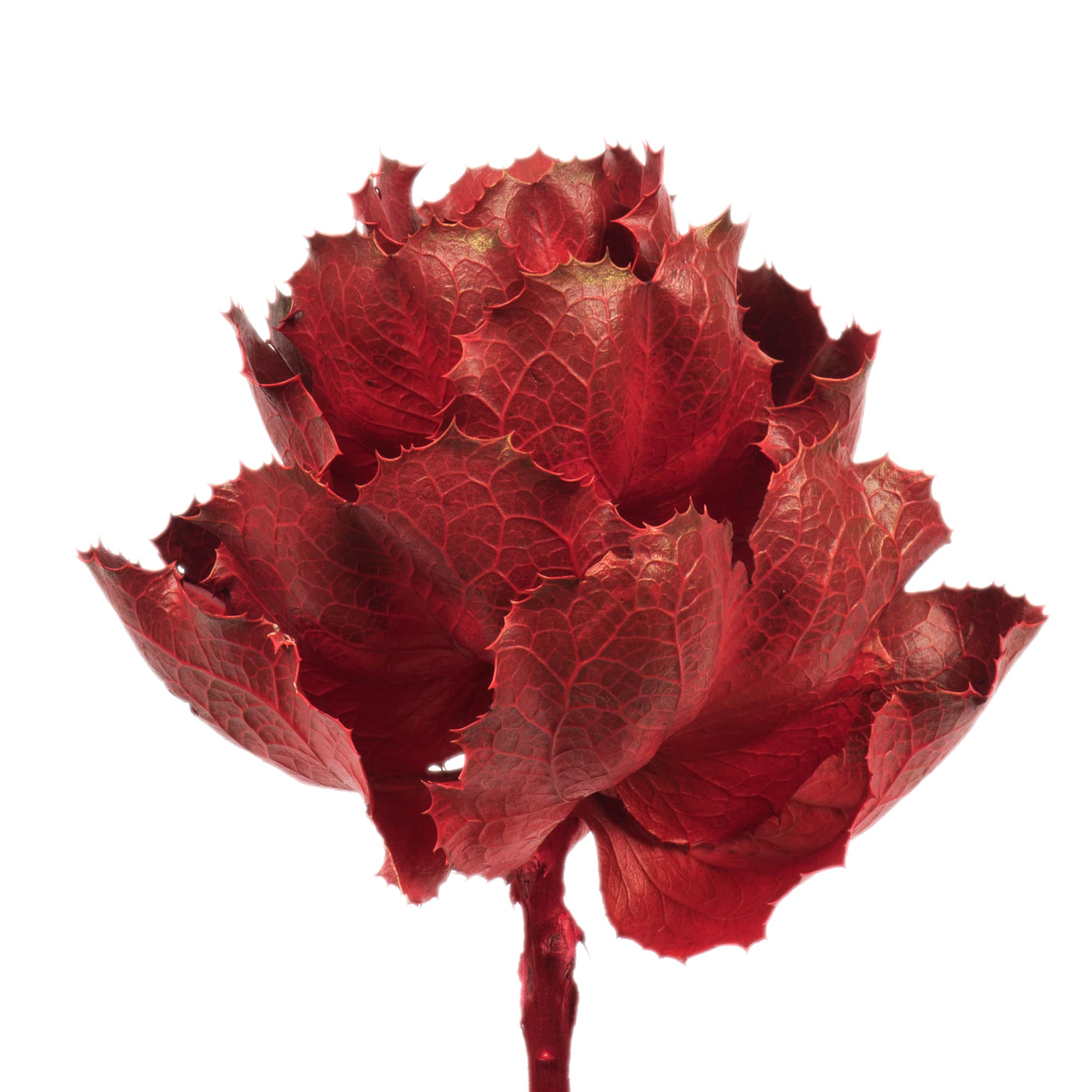 Dried Red Queen Flower Stem