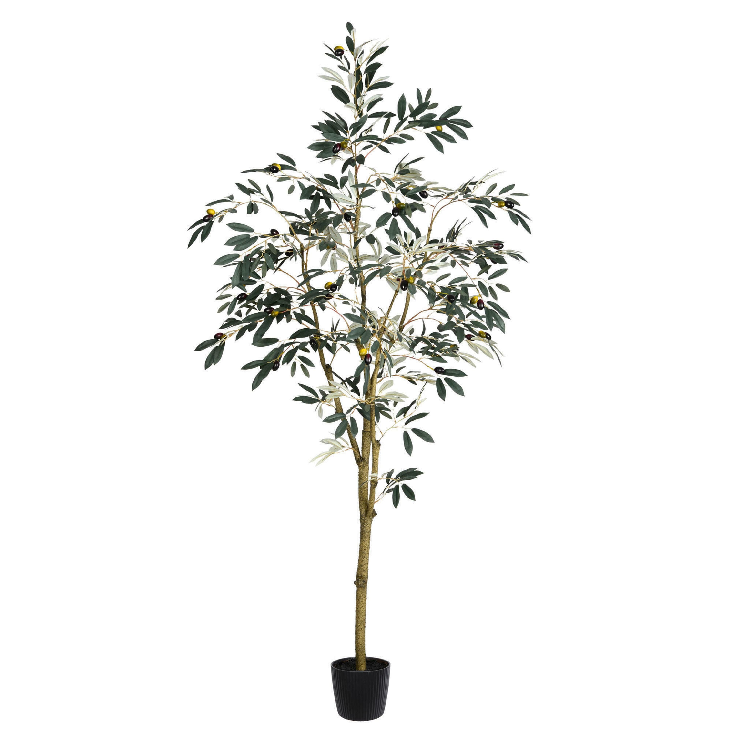 6ft. Potted Olive Tree