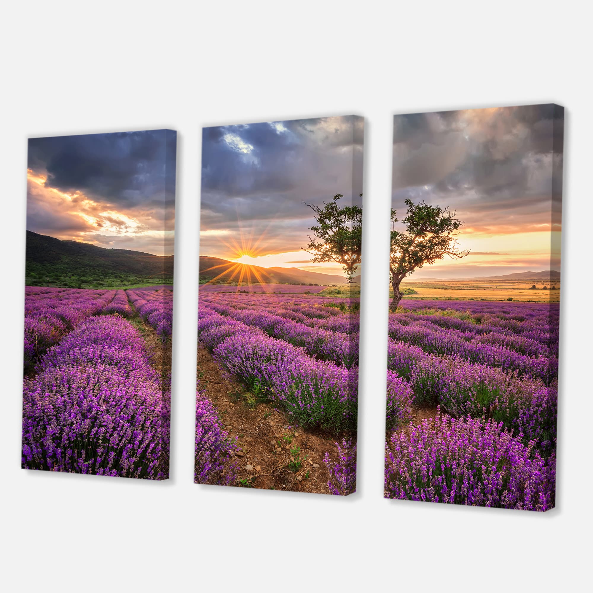 Designart - Sunrise & Dramatic Clouds Over Lavender Field VIII