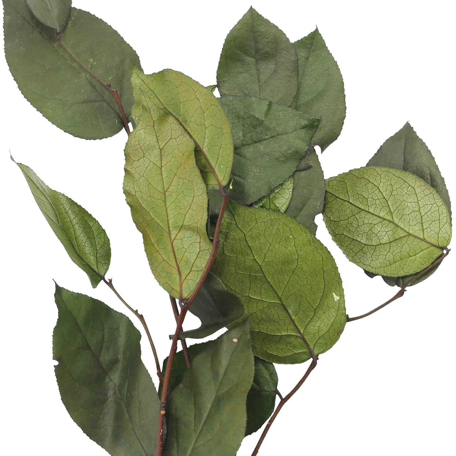 24&#x22; Basil Salal Foliage by Ashland&#xAE;