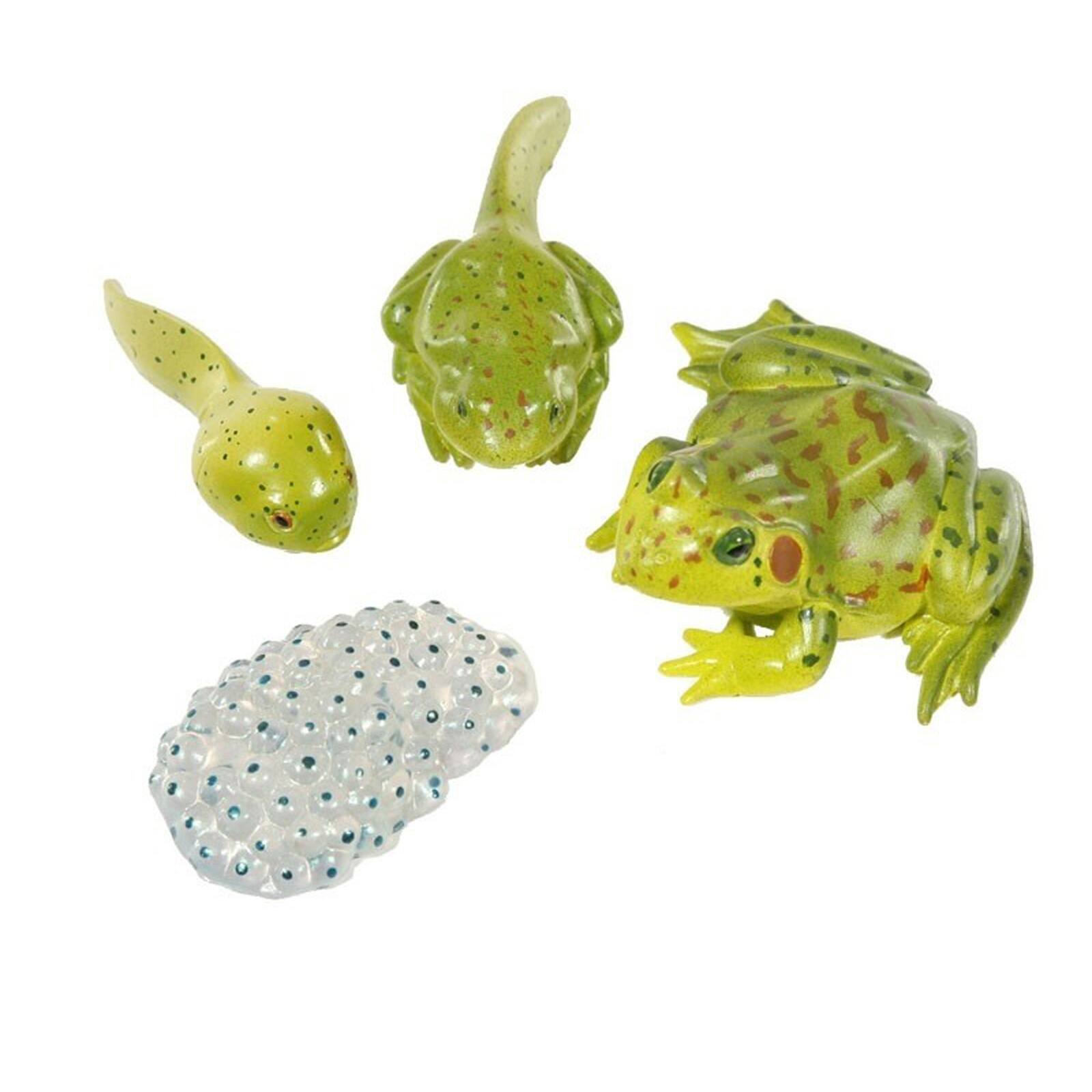 UANDME 5PCS Frog Life Cycle Figures Realistic Frog Life Stages Model Toy Figures for Children Learning and Teaching Aids 