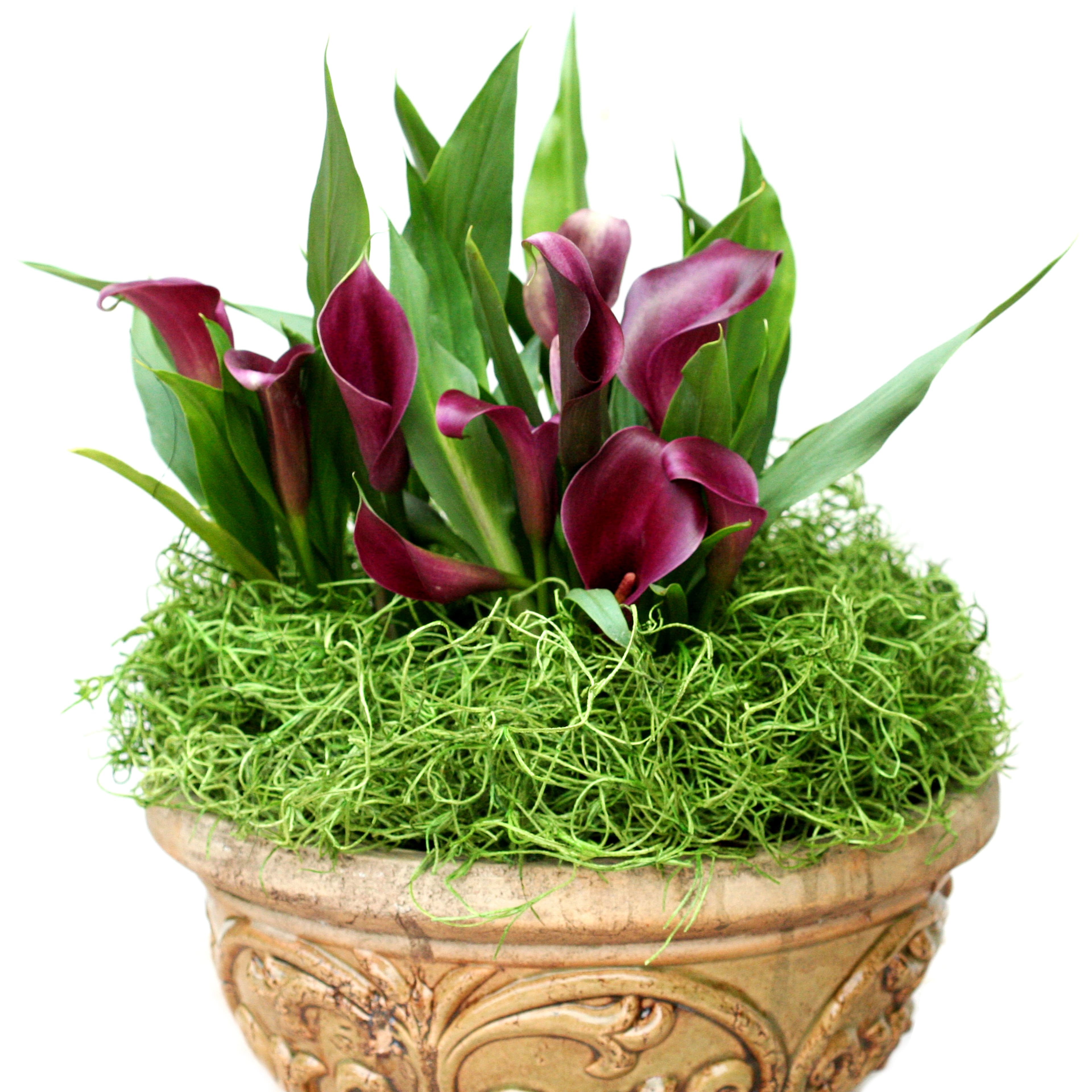 SuperMoss  Buy Moss, Hanging Baskets, and Floral Accessories Online!