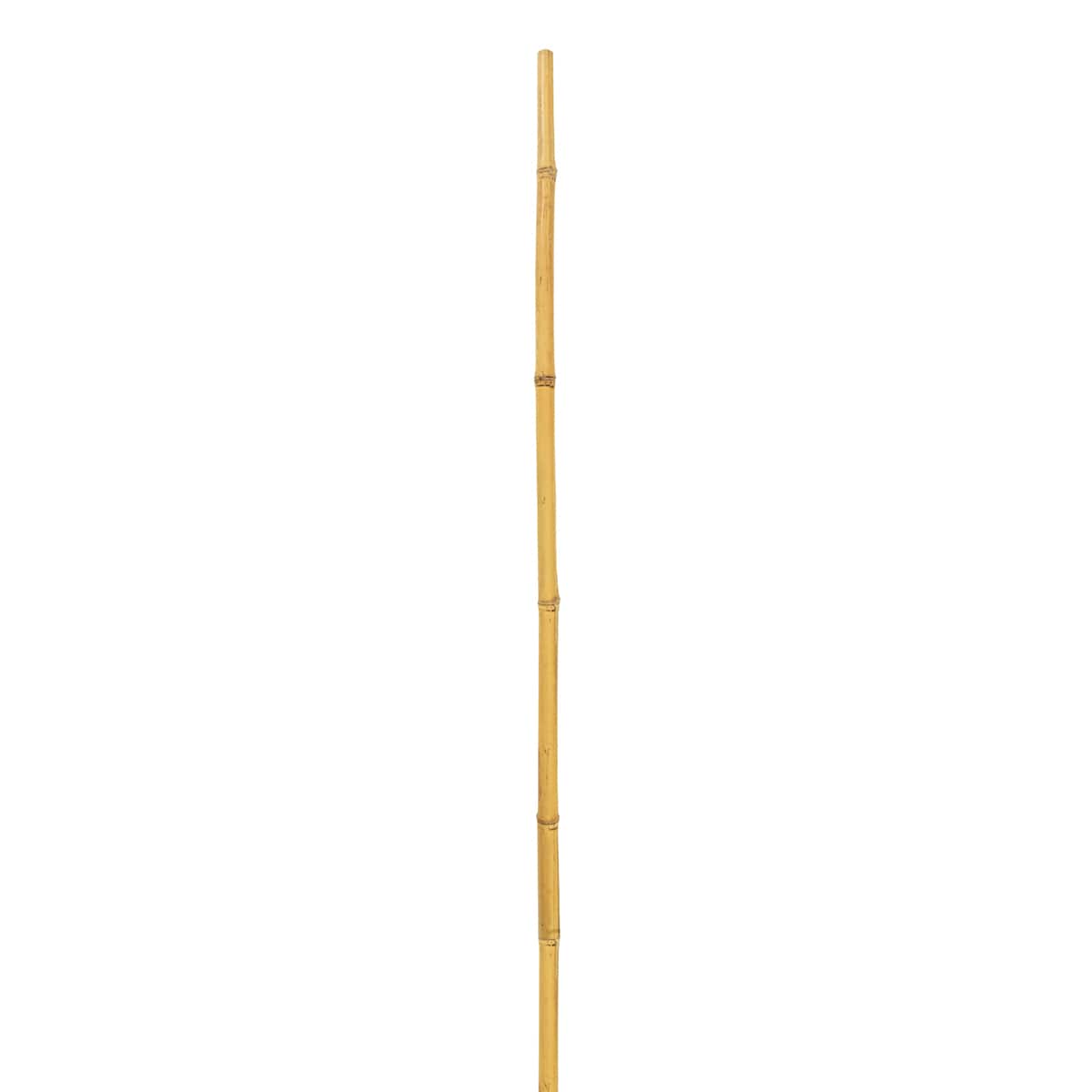 Natural Bamboo Stem by Ashland&#xAE;