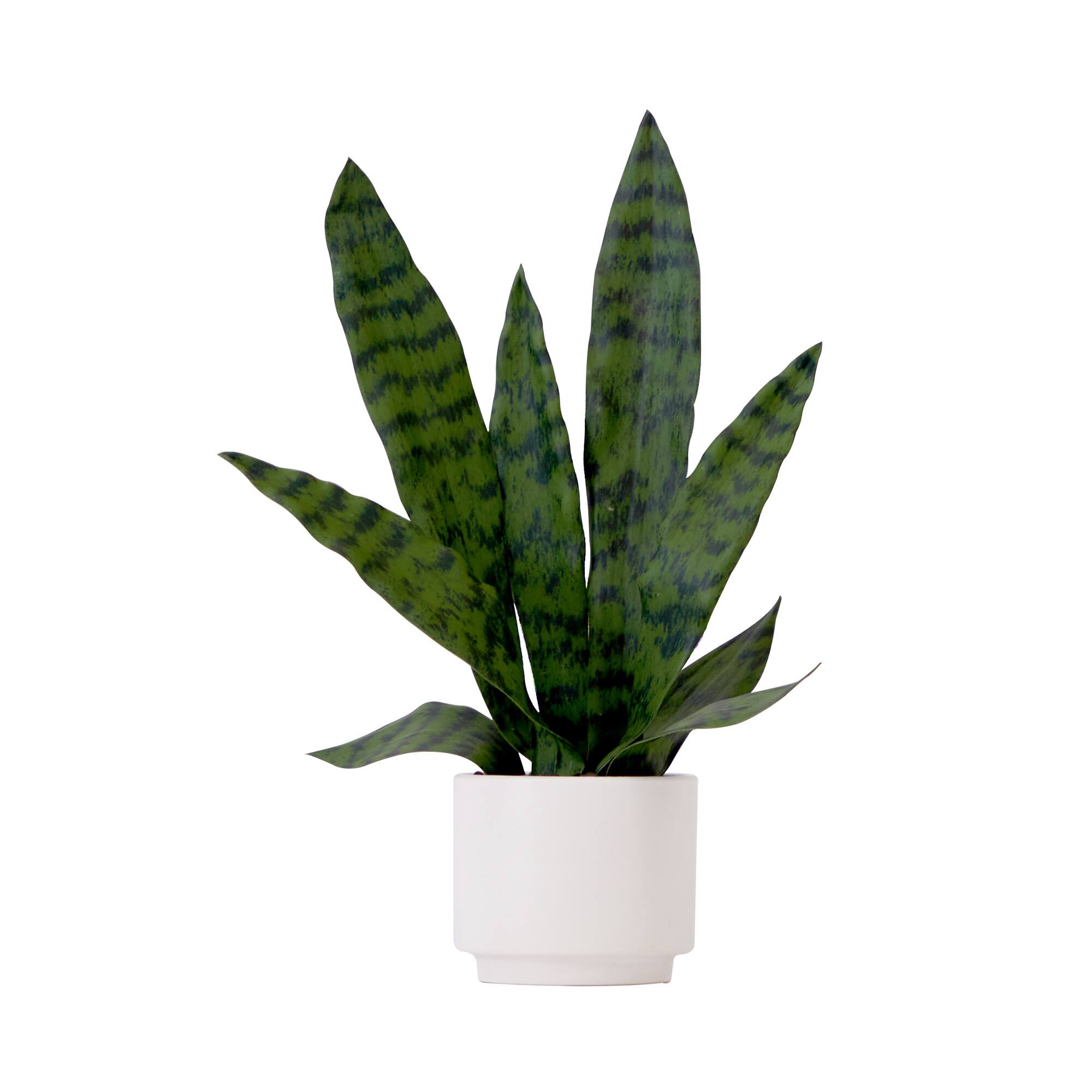 16&#x22; Artificial Sansevieria Snake Plant with Decorative Planter 