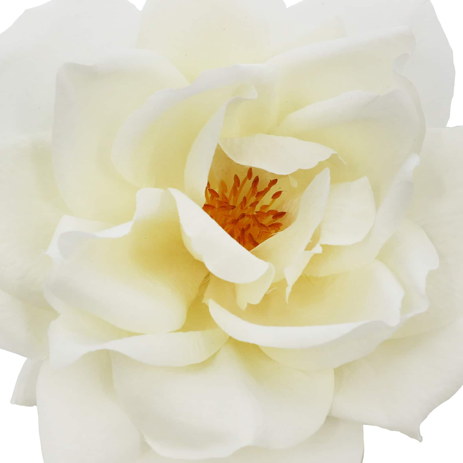 6.5&#x22; Deluxe Open White Rose Floral Accent by Ashland&#xAE;
