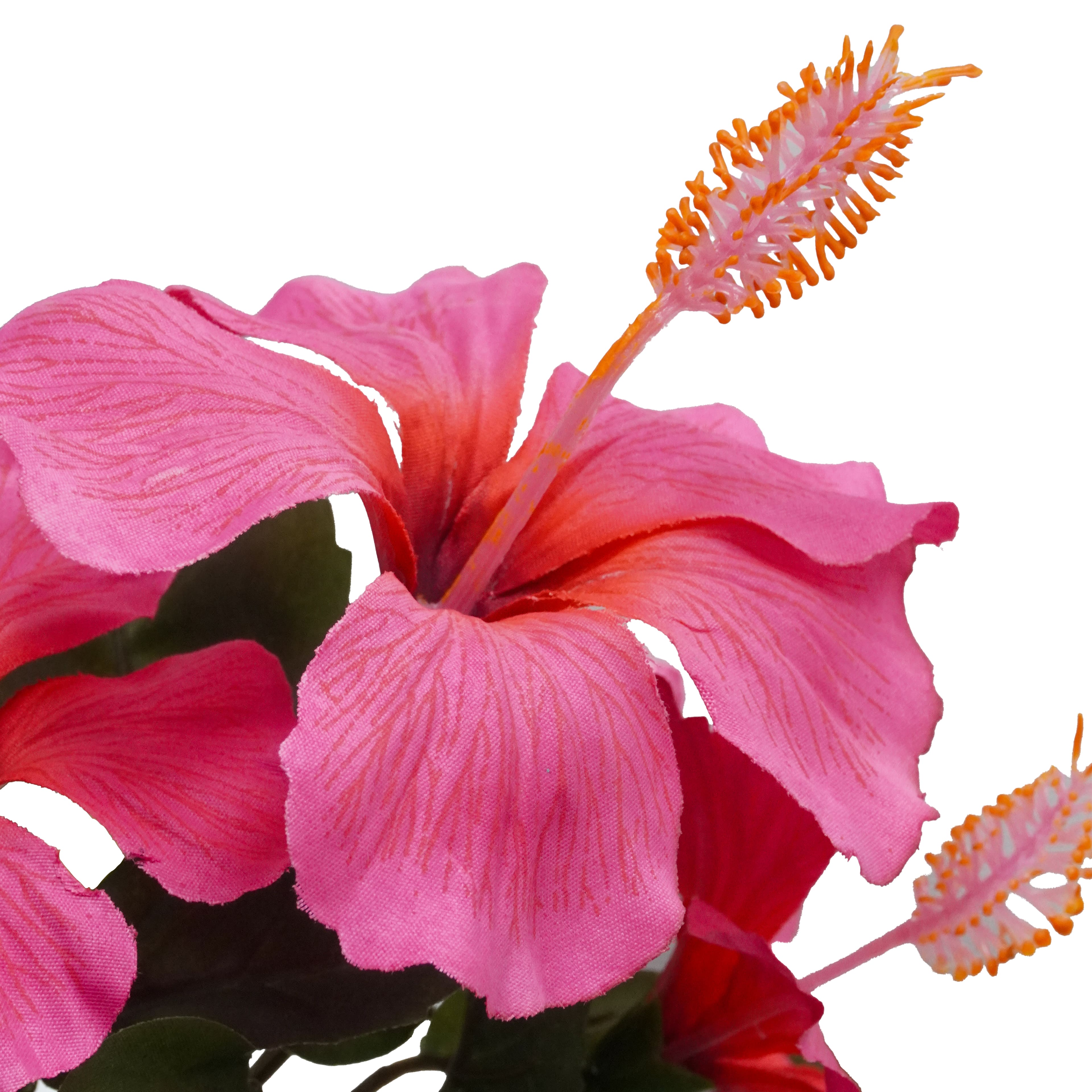 9.5&#x22; Potted Pink Hibiscus Plant by Ashland&#xAE;