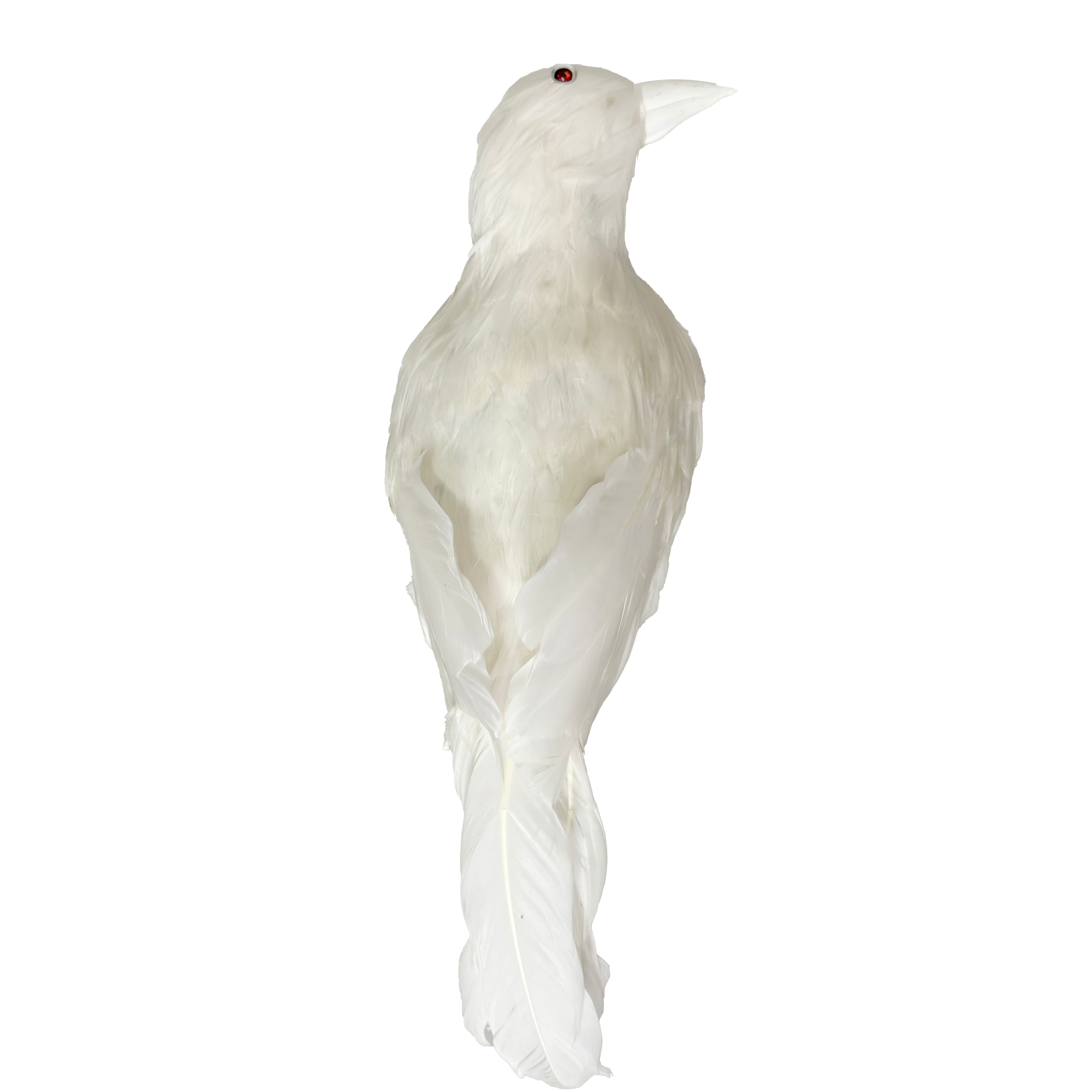 7.5&#x22; White Crow by Ashland&#xAE;