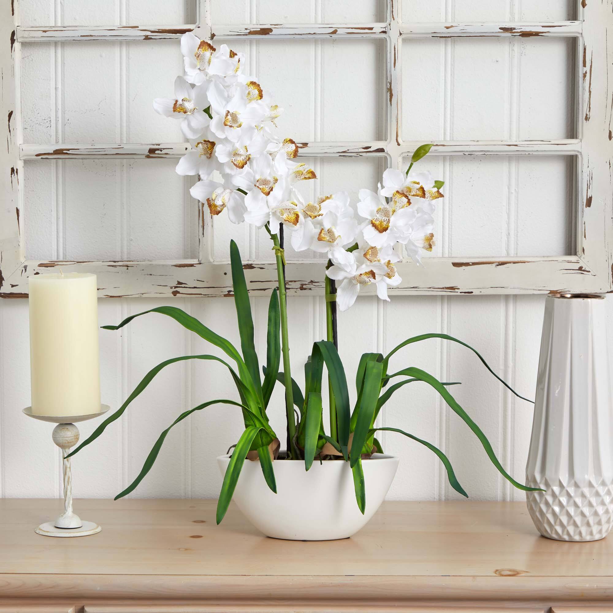 2.5ft. White Boat Orchid in White Vase