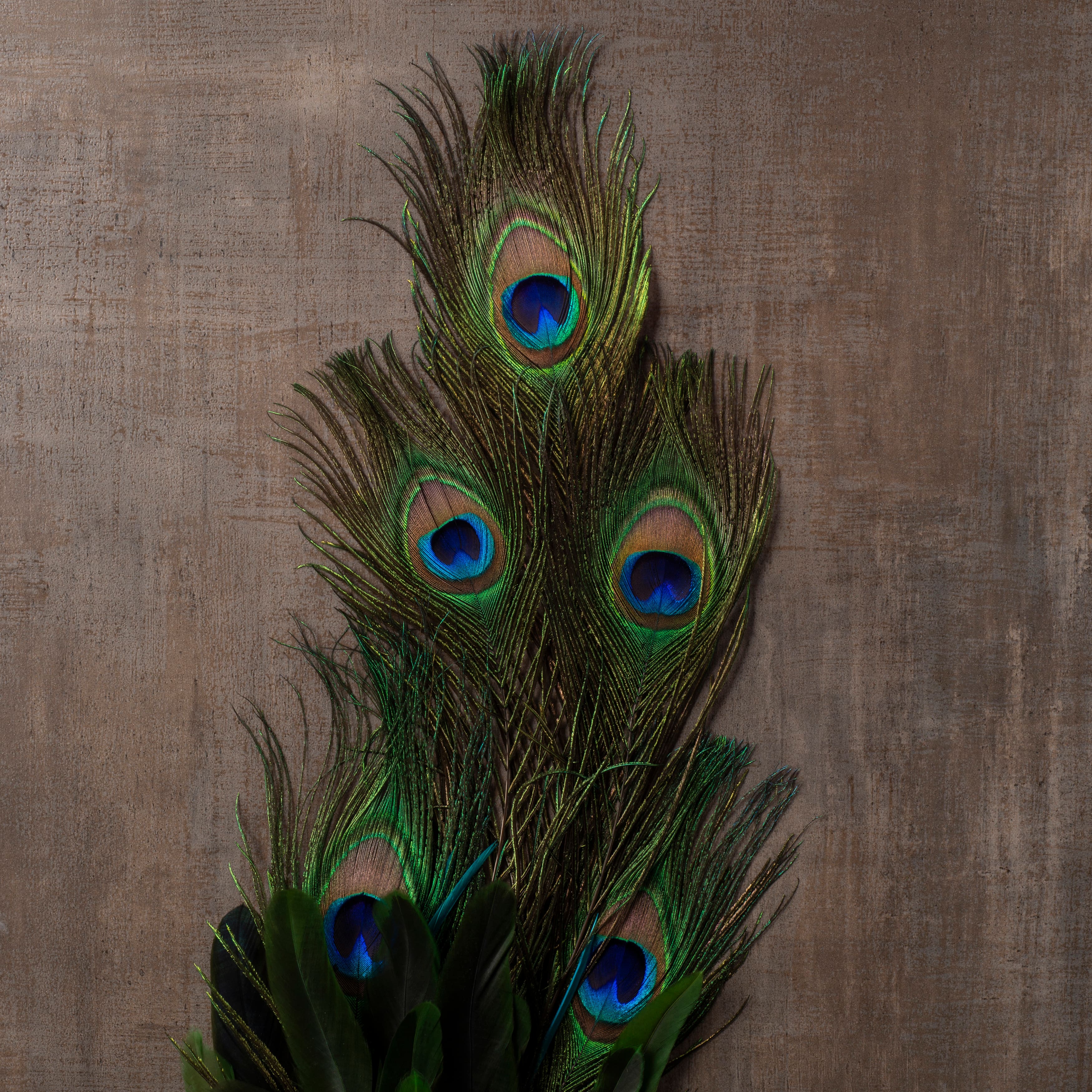 2 stems, cut as shown Peacock Eyes 