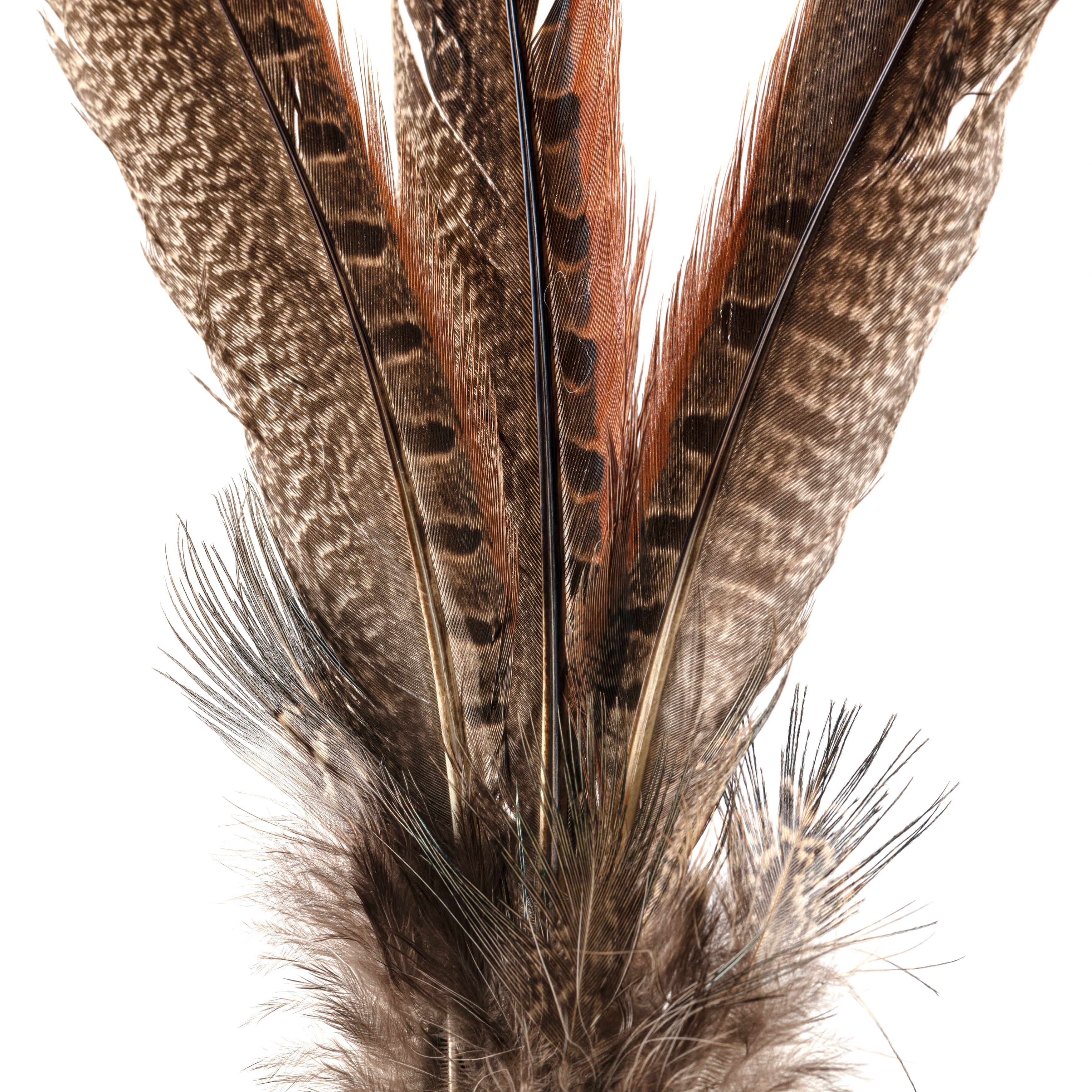 12 Pack: Pheasant Feather Picks by Ashland&#xAE;